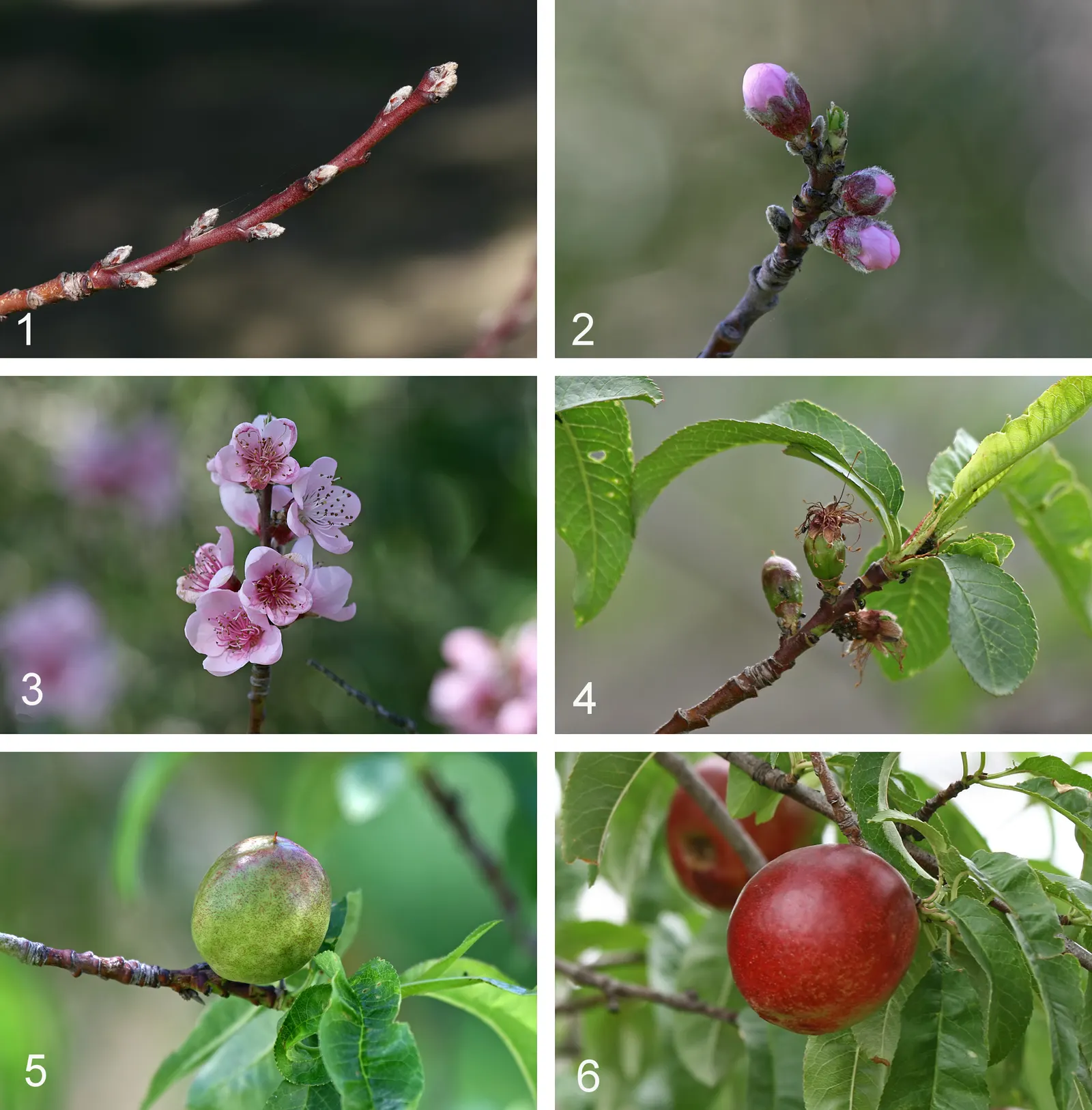Nectarine (Prunus Persica Var. Nucipersica) — each flower being about three-quarters of an inch to one inch across; consideration must be given to, image 69