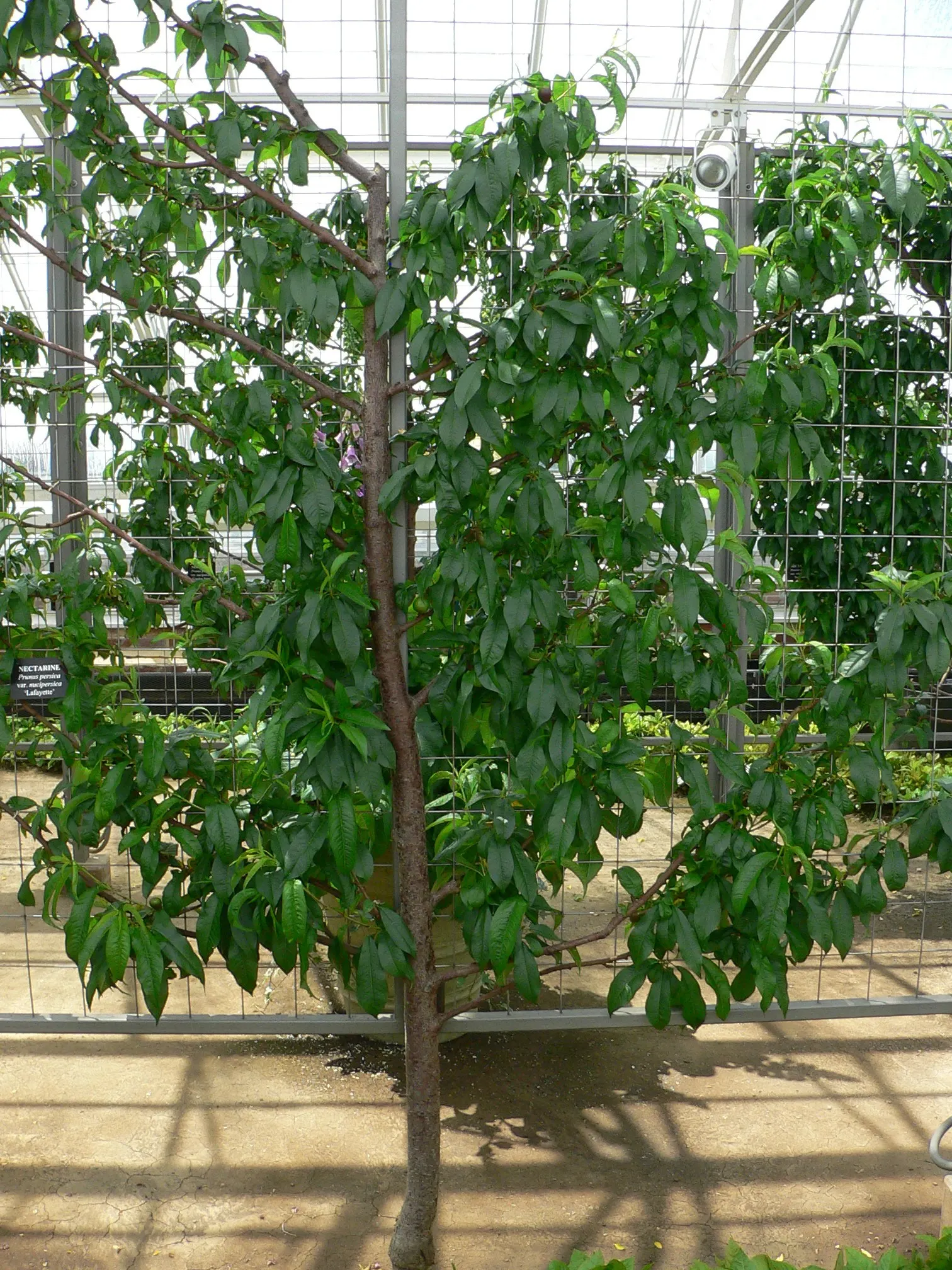 Nectarine (Prunus Persica Var. Nucipersica) — especially during fruit development, image 50