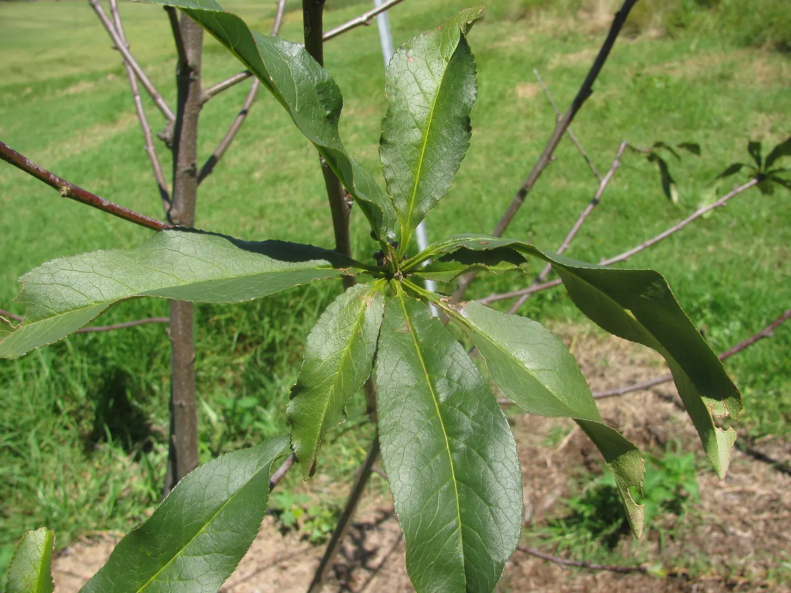 Nectarine (Prunus Persica Var. Nucipersica) — juicy flesh that is a favorite among homeowners.<br><br>When integrating the Nectarine into a, image 47