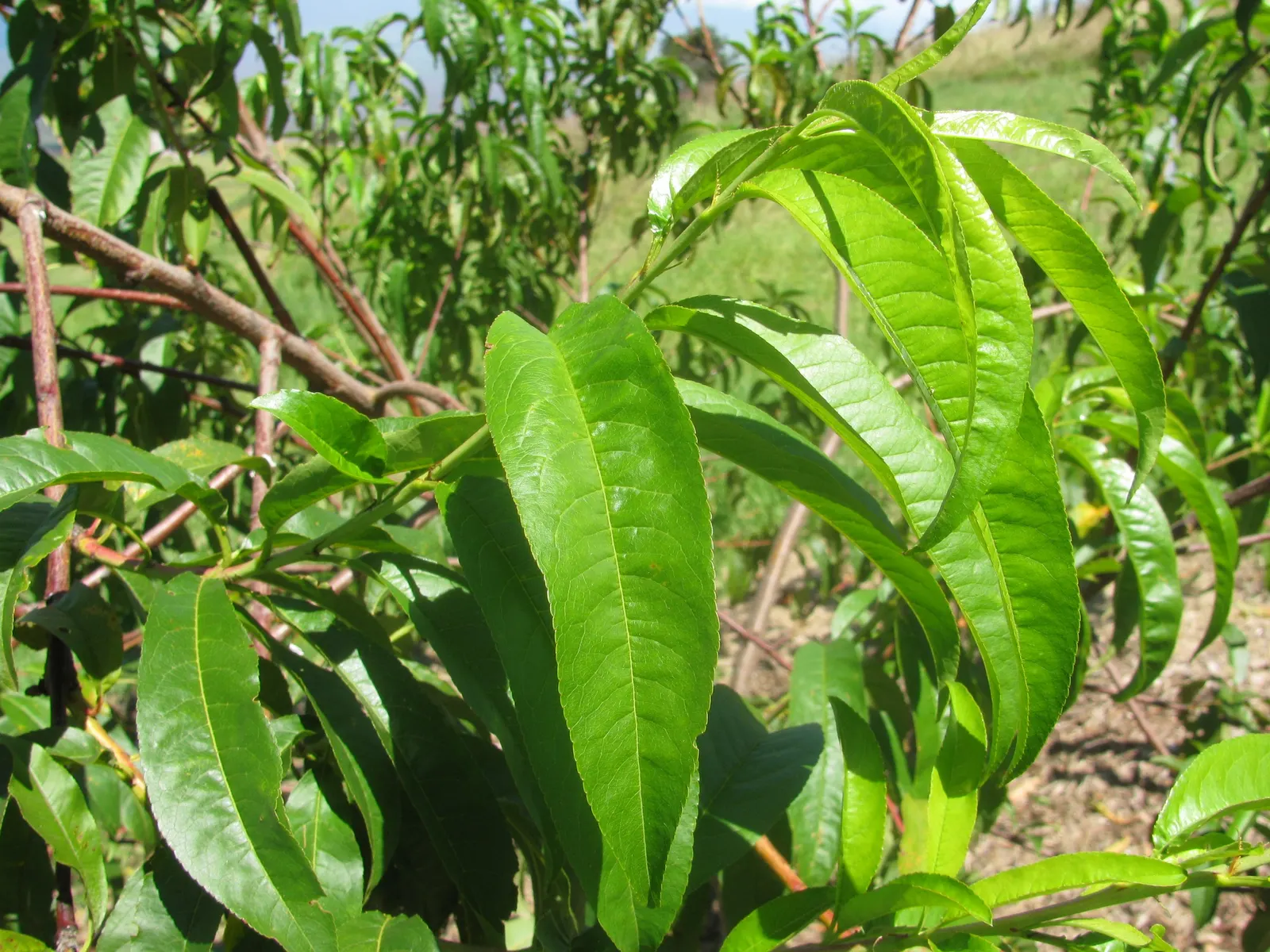 Nectarine (Prunus Persica Var. Nucipersica) — Each nectarine can be approximately 2 to 3 inches in diameter; fertile soil and full sun exposure to ensure