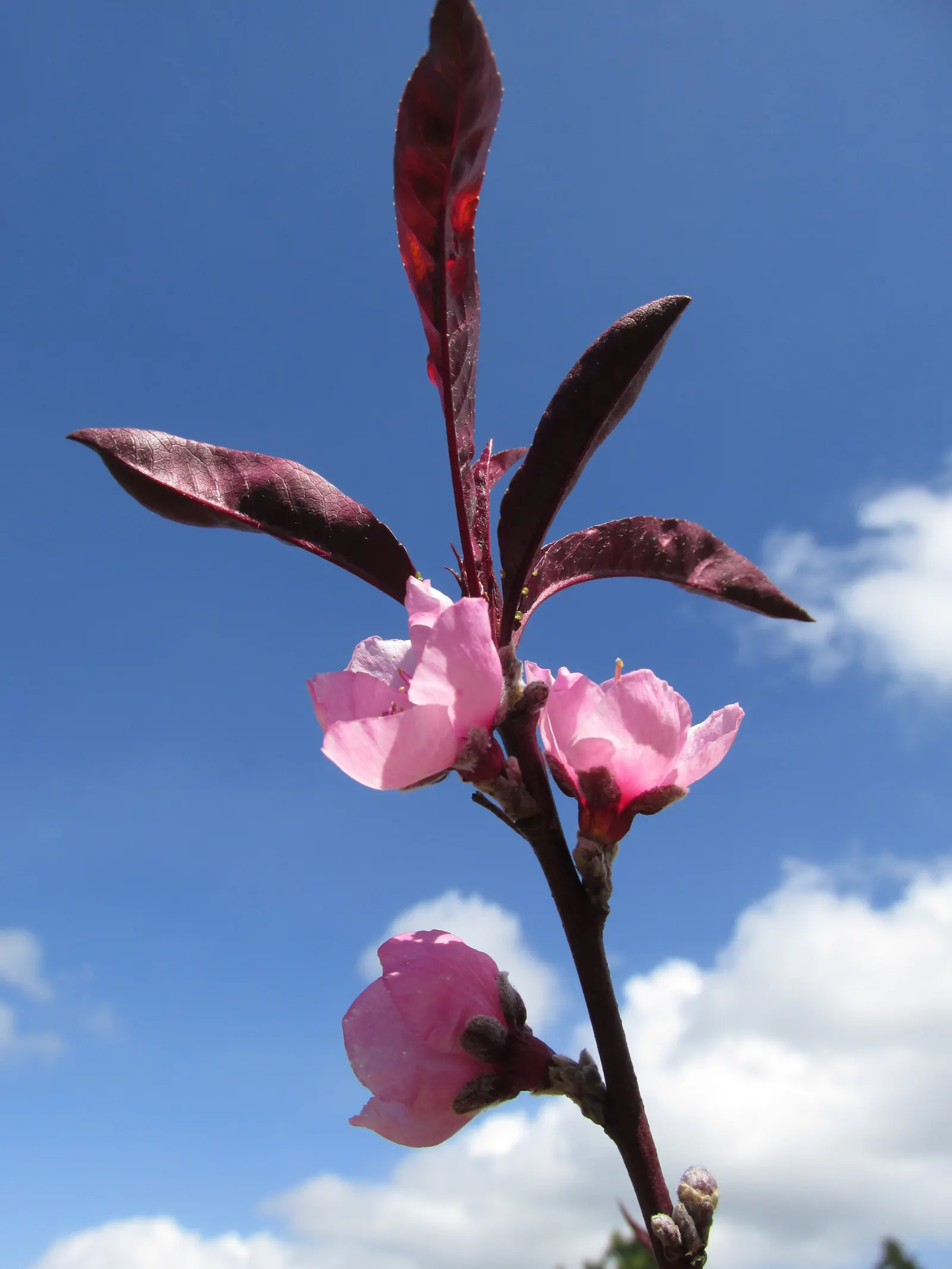 Nectarine (Prunus Persica Var. Nucipersica) — The Nectarine, botanically known as Prunus persica var; each nectarine can be approximately 2 to 3 inches in