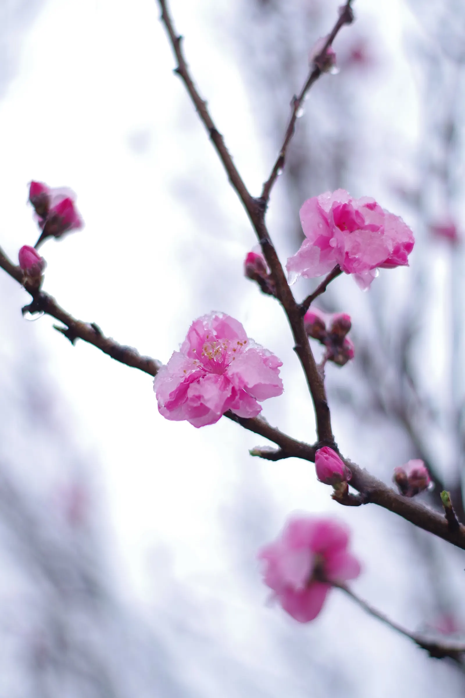 Nectarine (Prunus Persica Var. Nucipersica) — is a delightful addition to any landscape design; tree with pink blooms
