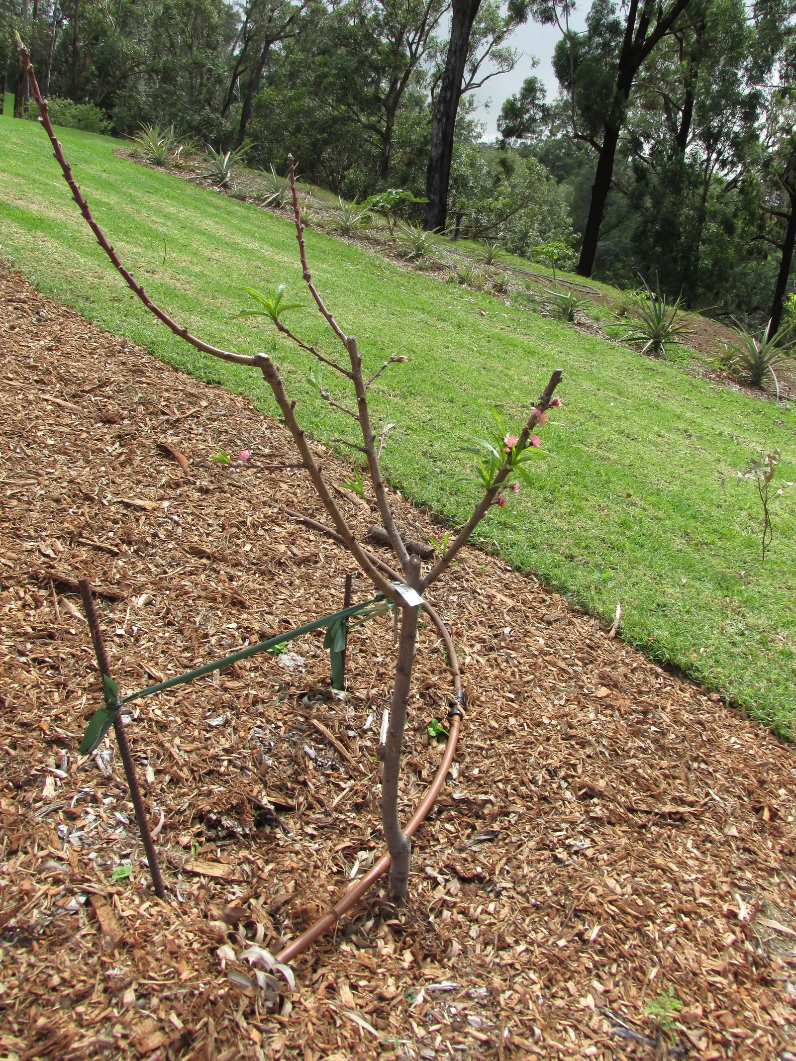 Nectarine (Prunus Persica Var. Nucipersica) — juicy flesh that is a favorite among homeowners.<br><br>When integrating the Nectarine into a, image 74