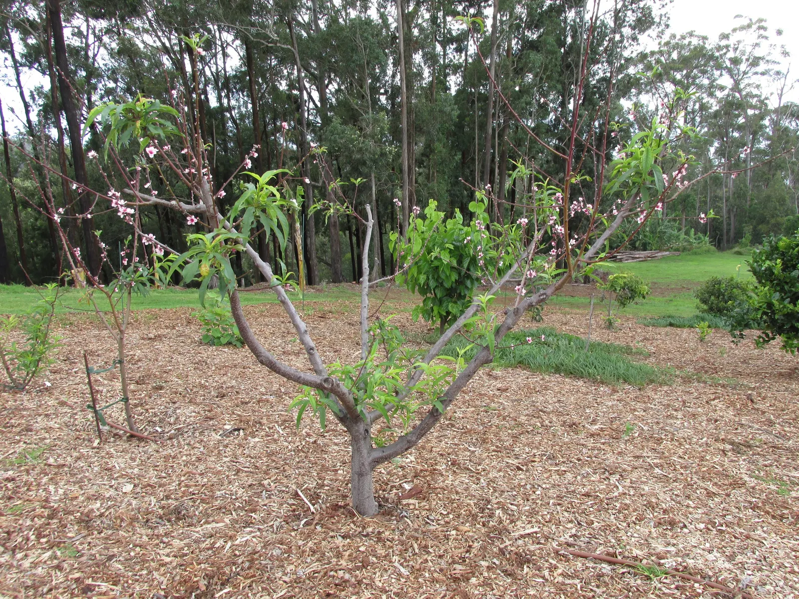Nectarine (Prunus Persica Var. Nucipersica) — the tree bears its hallmark: succulent; is a delightful addition to any landscape design, image 71