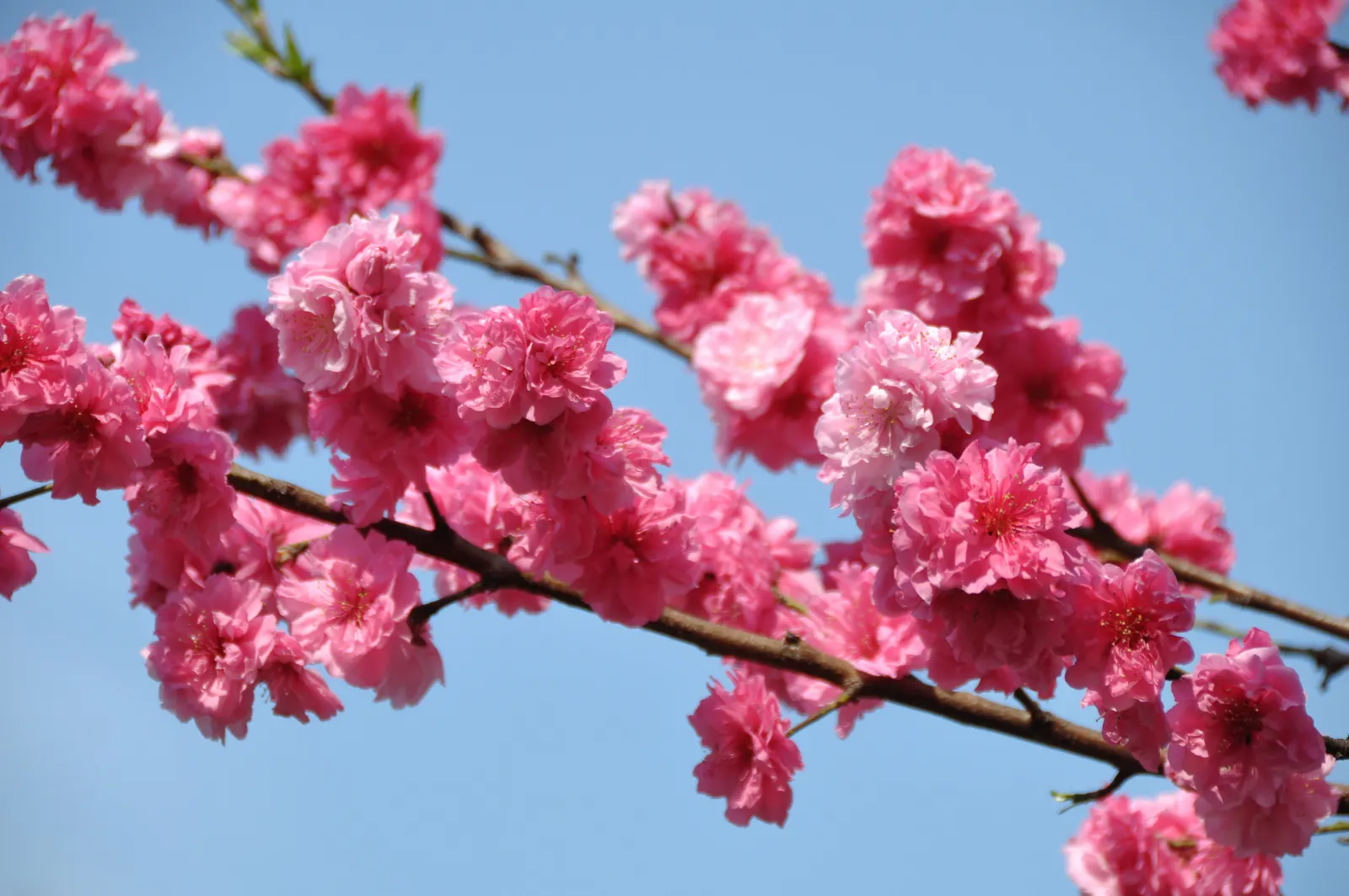 Nectarine (Prunus Persica Var. Nucipersica) — providing ample shade in the warmer months