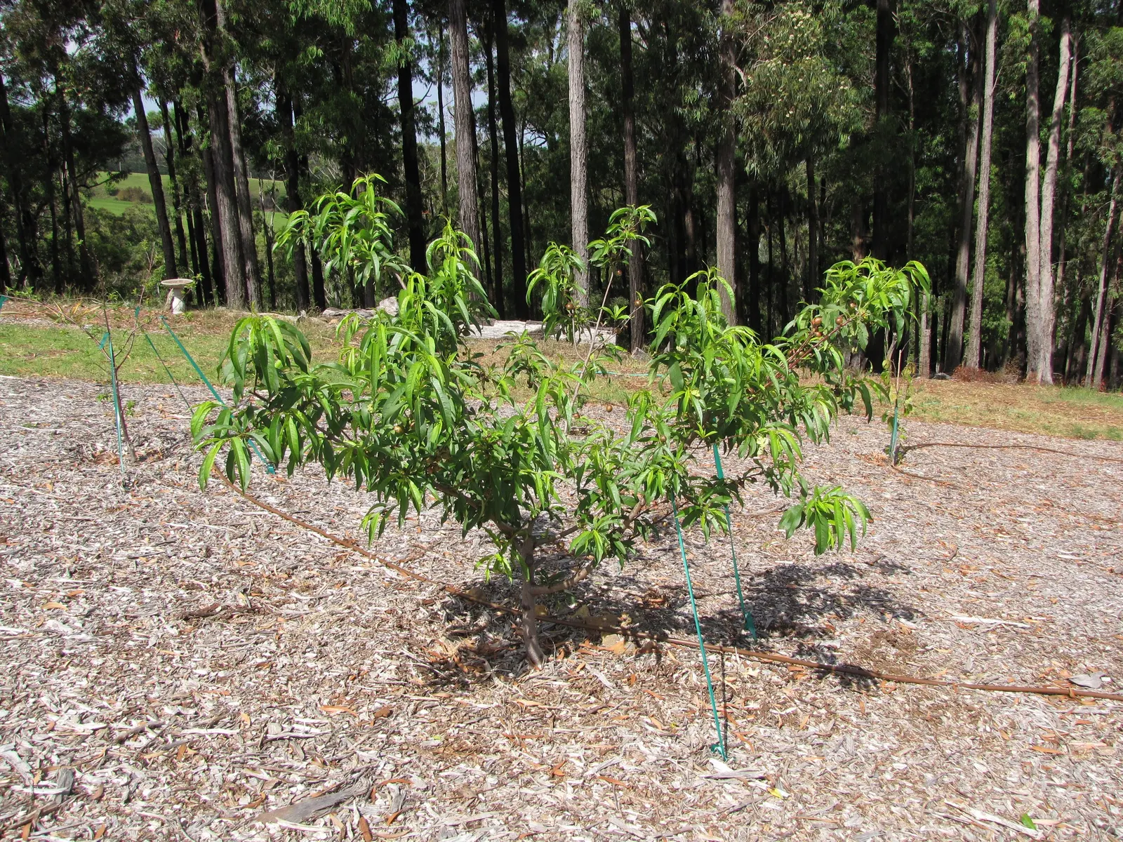 Nectarine (Prunus Persica Var. Nucipersica) — Each nectarine can be approximately 2 to 3 inches in diameter