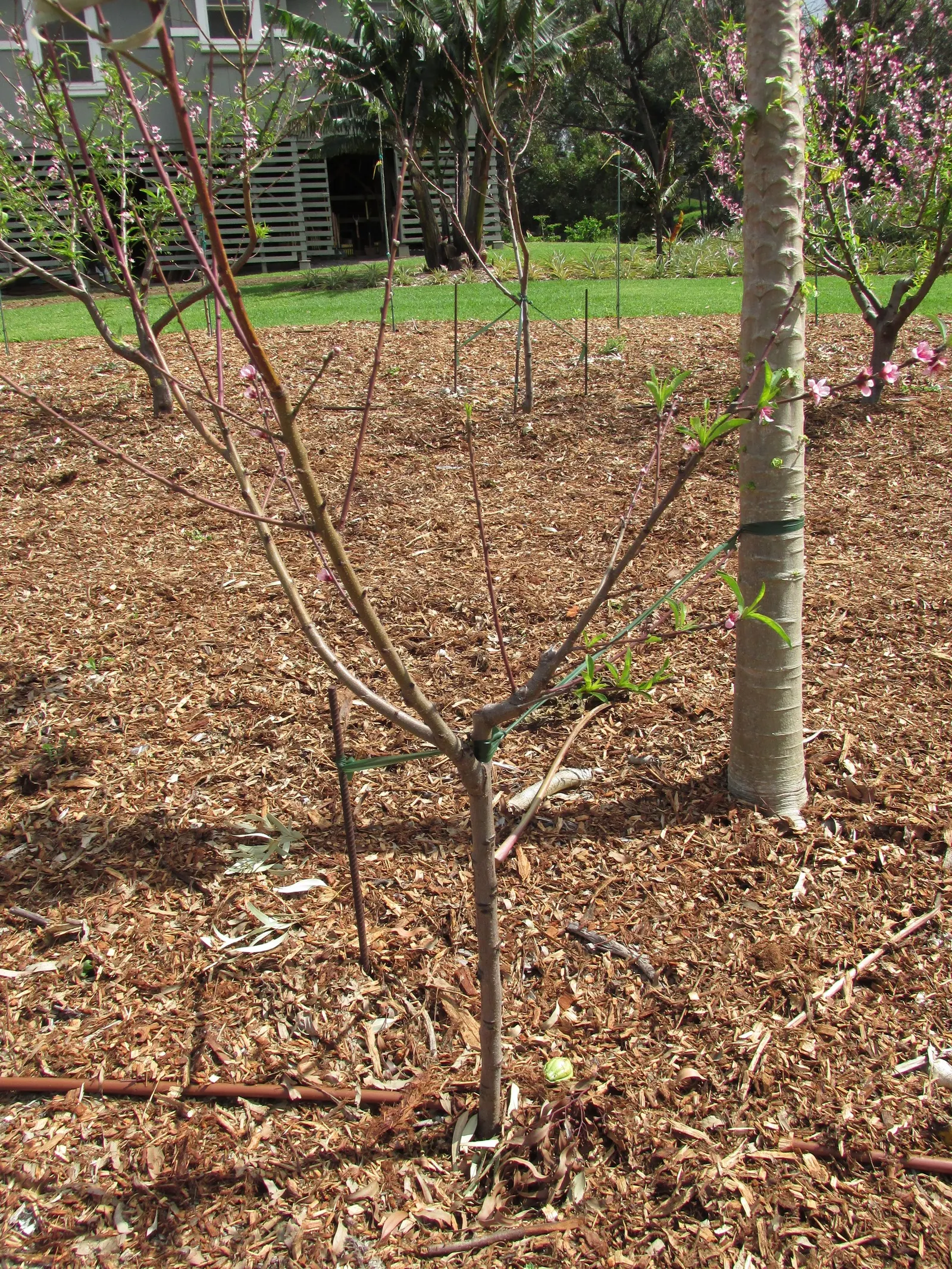 Nectarine (Prunus Persica Var. Nucipersica) — or purple before falling in autumn.<br><br>In spring; the Nectarine, botanically known as Prunus, image 67