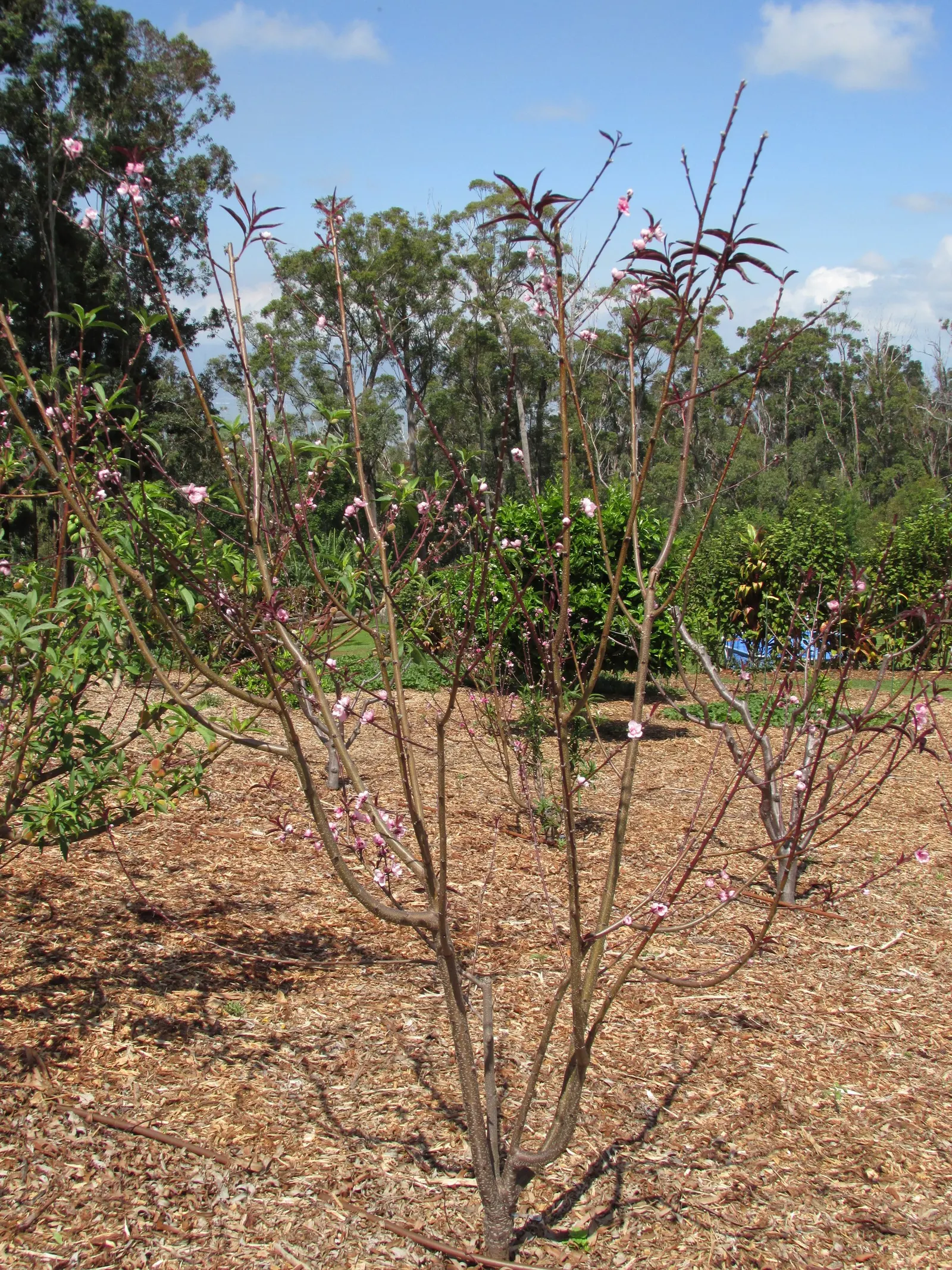 Nectarine (Prunus Persica Var. Nucipersica) — Preferring well-drained soil and full sun exposure, it requires moderate water; pink flowers in the, image 58