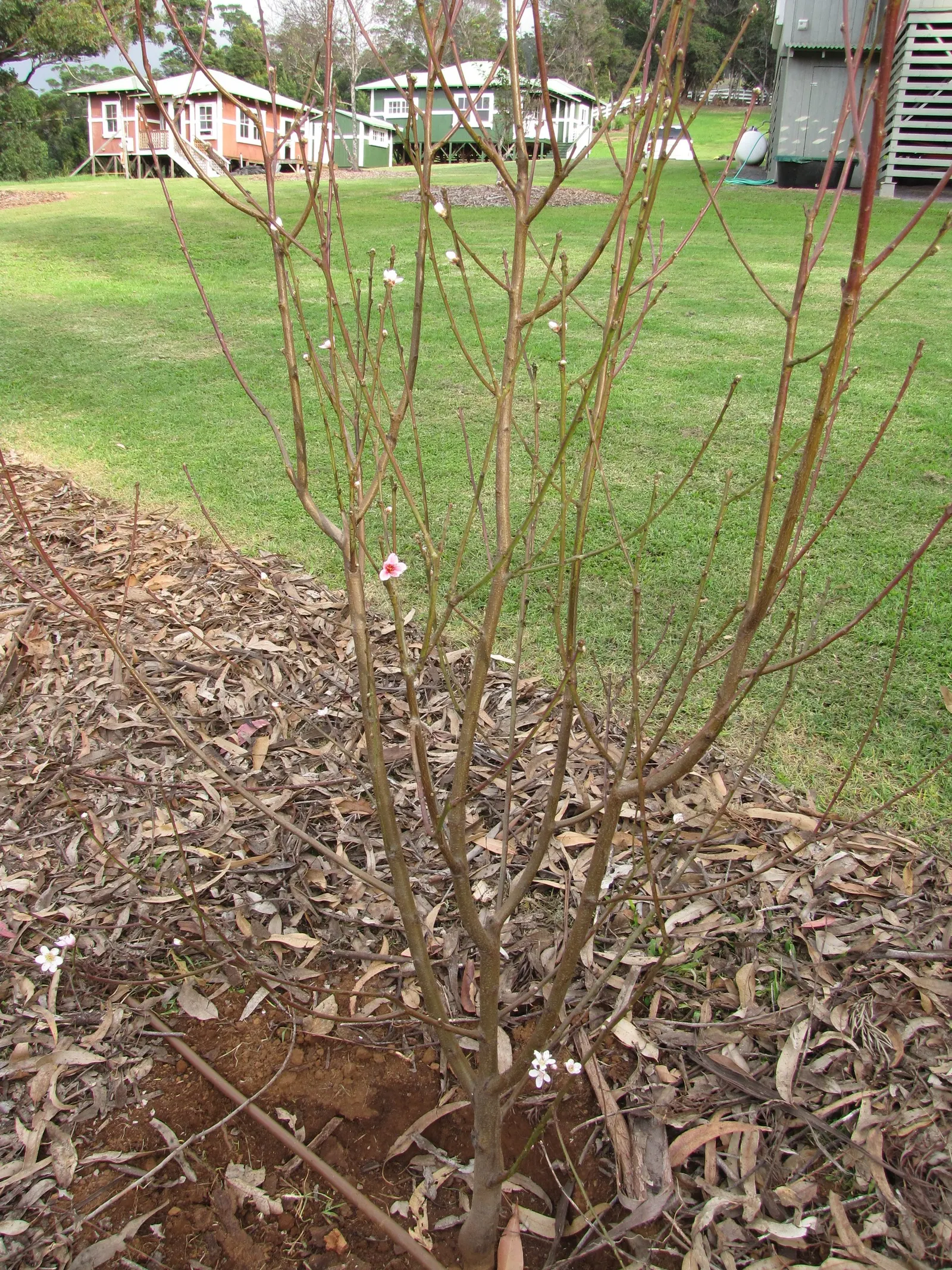 Nectarine (Prunus Persica Var. Nucipersica) — is a delightful addition to any landscape design