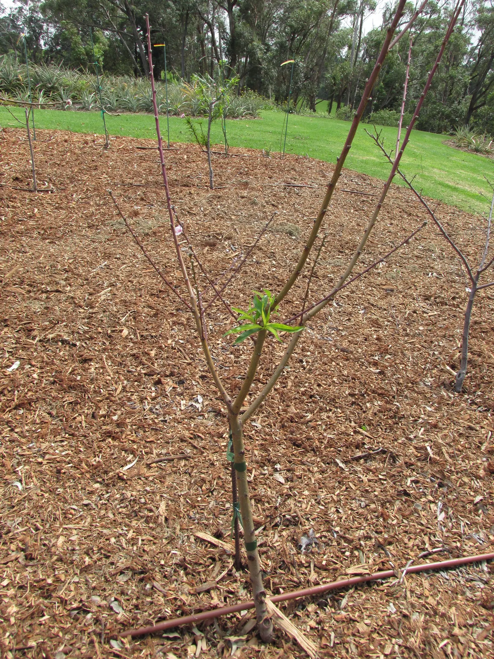 Nectarine (Prunus Persica Var. Nucipersica) — Each nectarine can be approximately 2 to 3 inches in diameter; fertile soil and full sun exposure to, image 73
