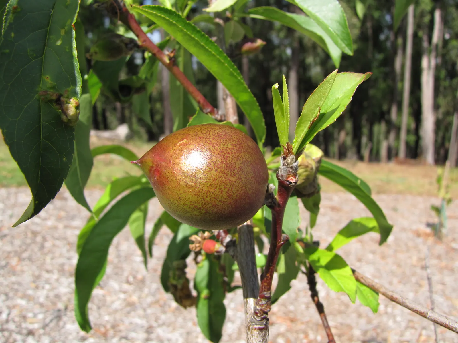 Nectarine (Prunus Persica Var. Nucipersica) — consideration must be given to its preference for well-drained