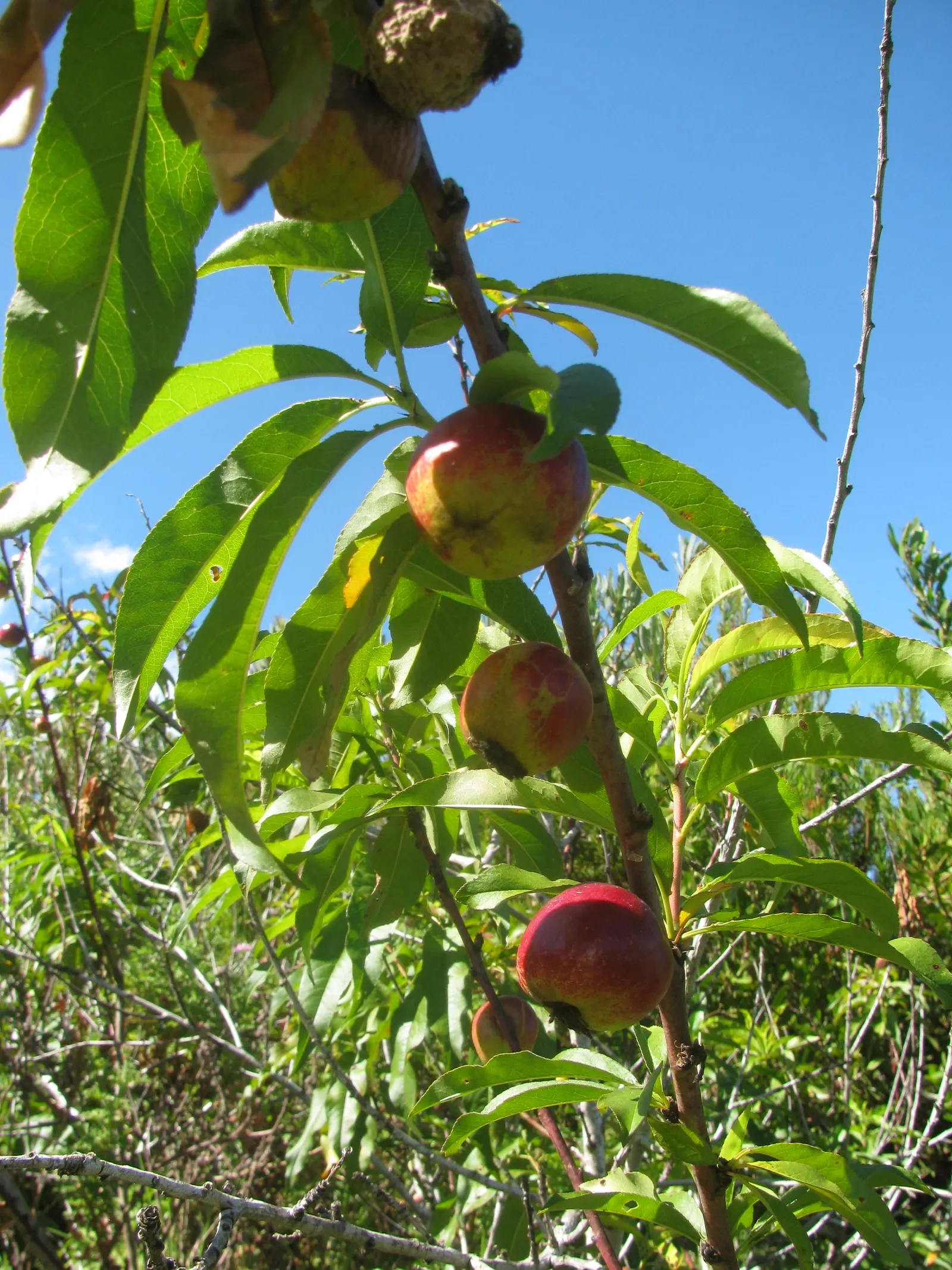Nectarine (Prunus Persica Var. Nucipersica) — Its elegant foliage showcases lanceolate leaves that span about 3 to 6 inches long