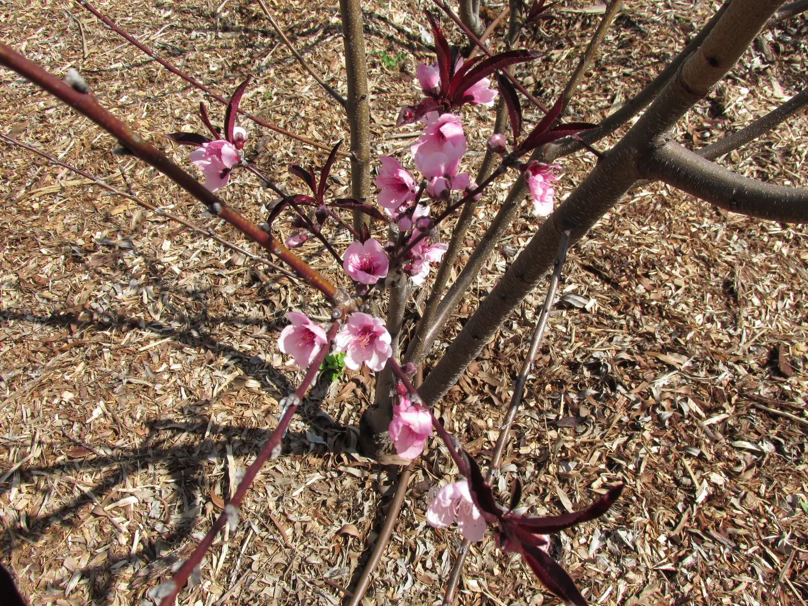 Nectarine (Prunus Persica Var. Nucipersica) — The Nectarine, botanically known as Prunus persica var