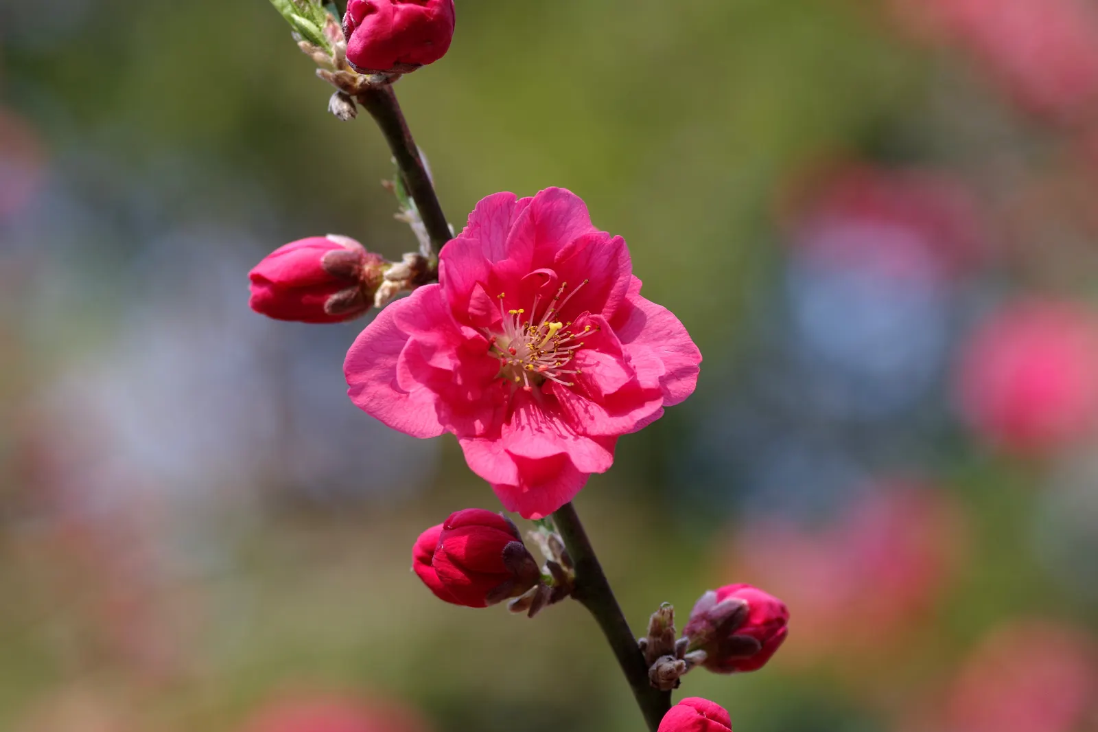 Nectarine (Prunus Persica Var. Nucipersica) — Preferring well-drained soil and full sun exposure, it requires moderate water