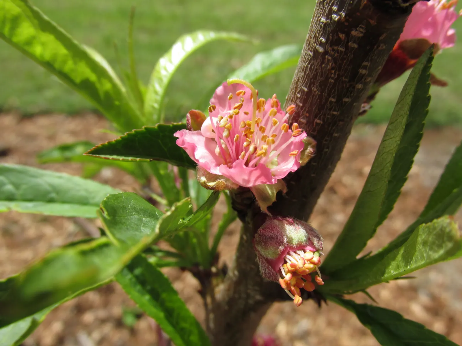 Nectarine (Prunus Persica Var. Nucipersica) — is a delightful addition to any landscape design; tree with pink blooms, image 62