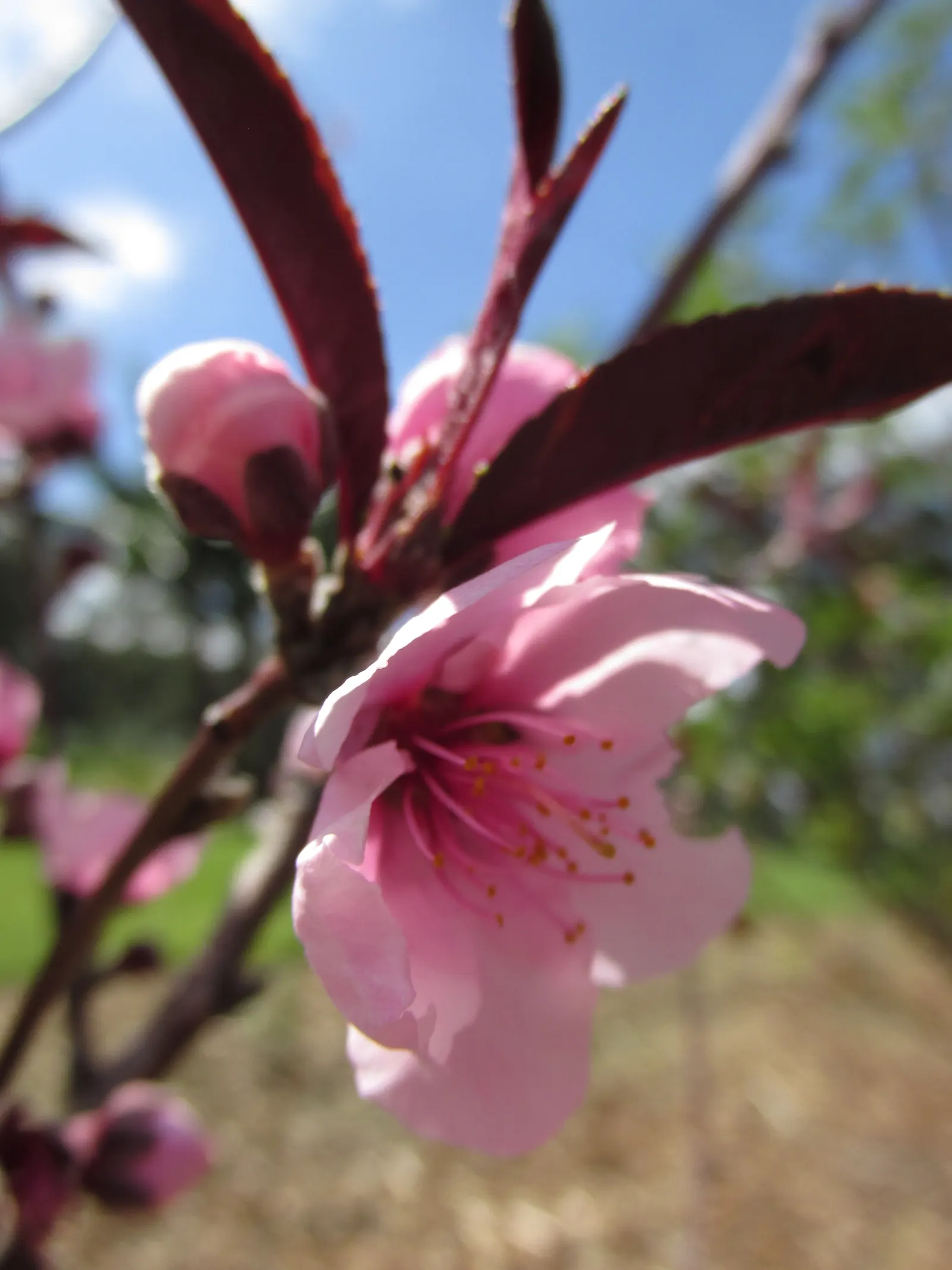 Nectarine (Prunus Persica Var. Nucipersica) — Revered for its spring blossoms, it boasts lush foliage and succulent summer fruit; smooth-skinned fruits that