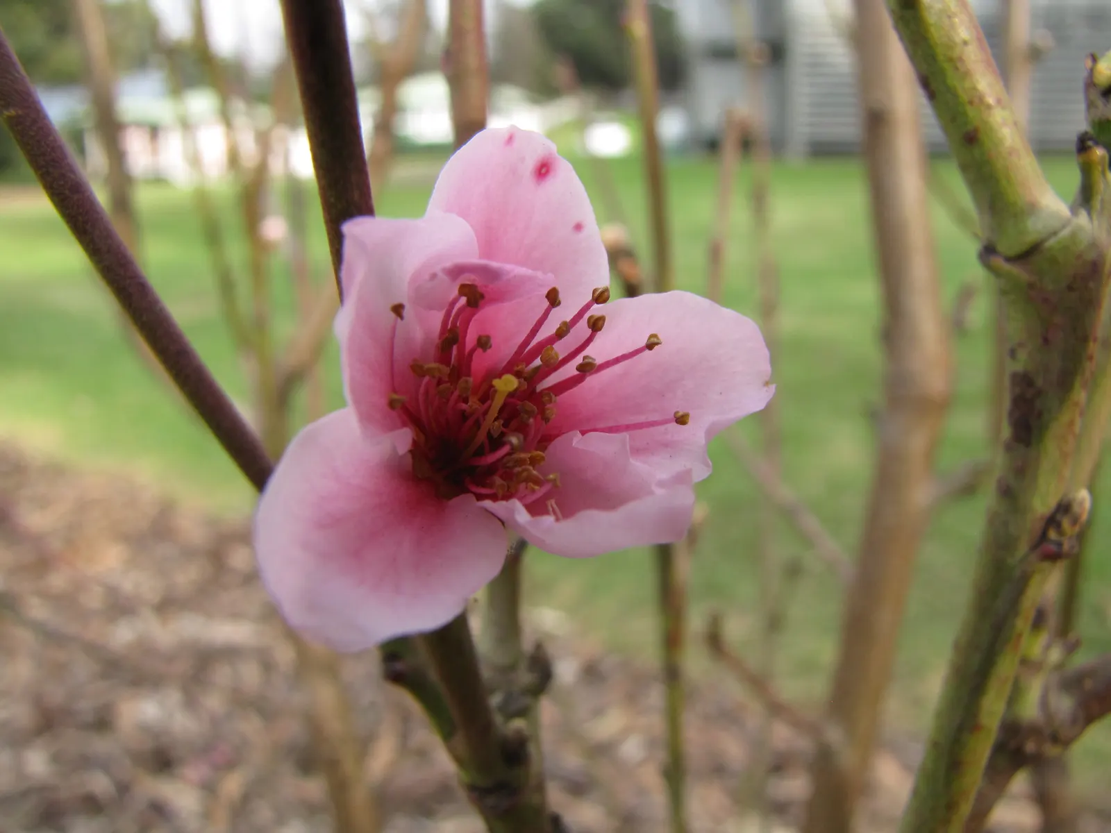 Nectarine (Prunus Persica Var. Nucipersica) — fertile soil and full sun exposure to ensure optimal fruit production; these blooms not only add a splash of