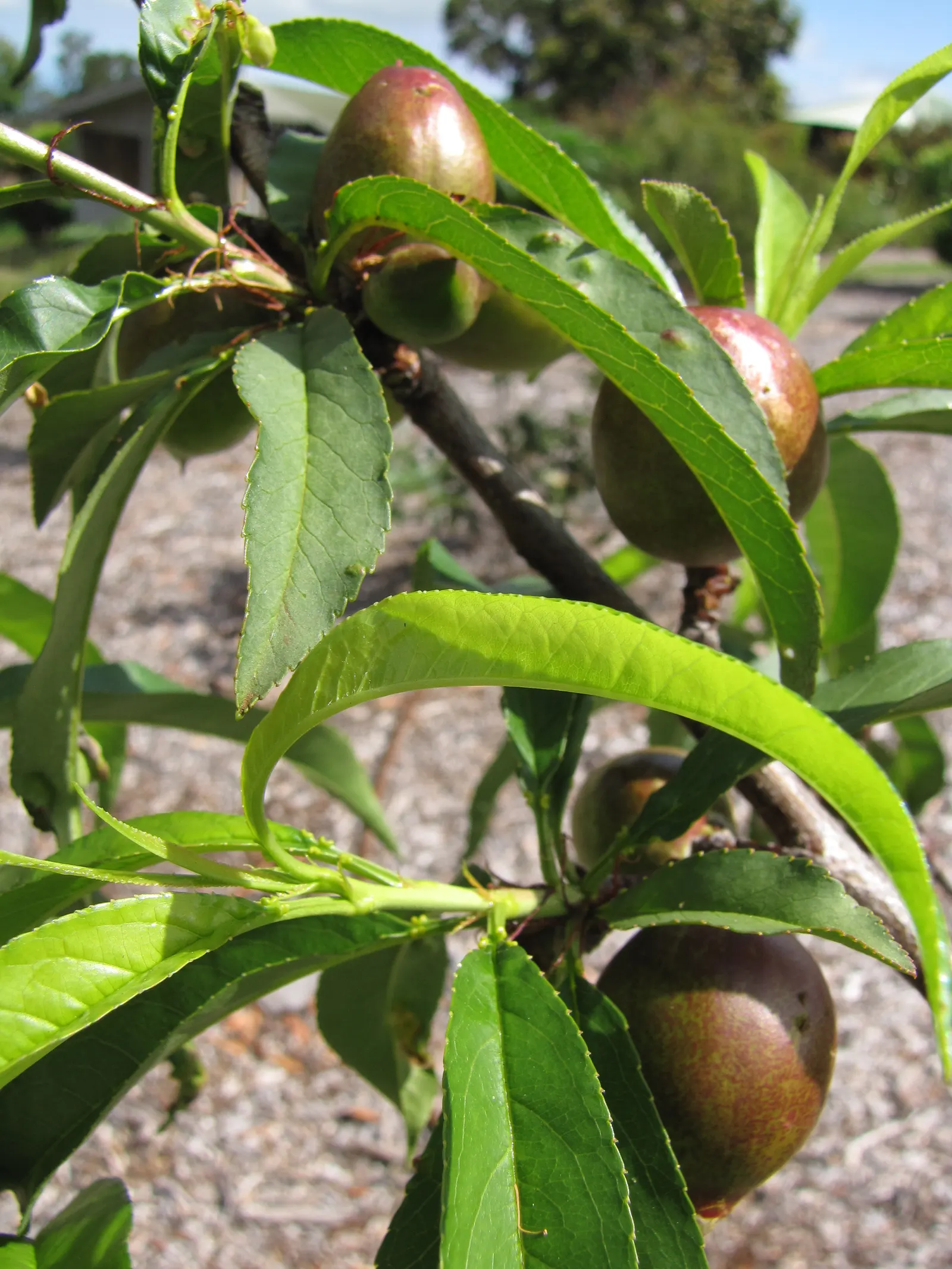 Nectarine (Prunus Persica Var. Nucipersica) — and occasional pruning to maintain shape and remove dead branches will keep the tree healthy and productive