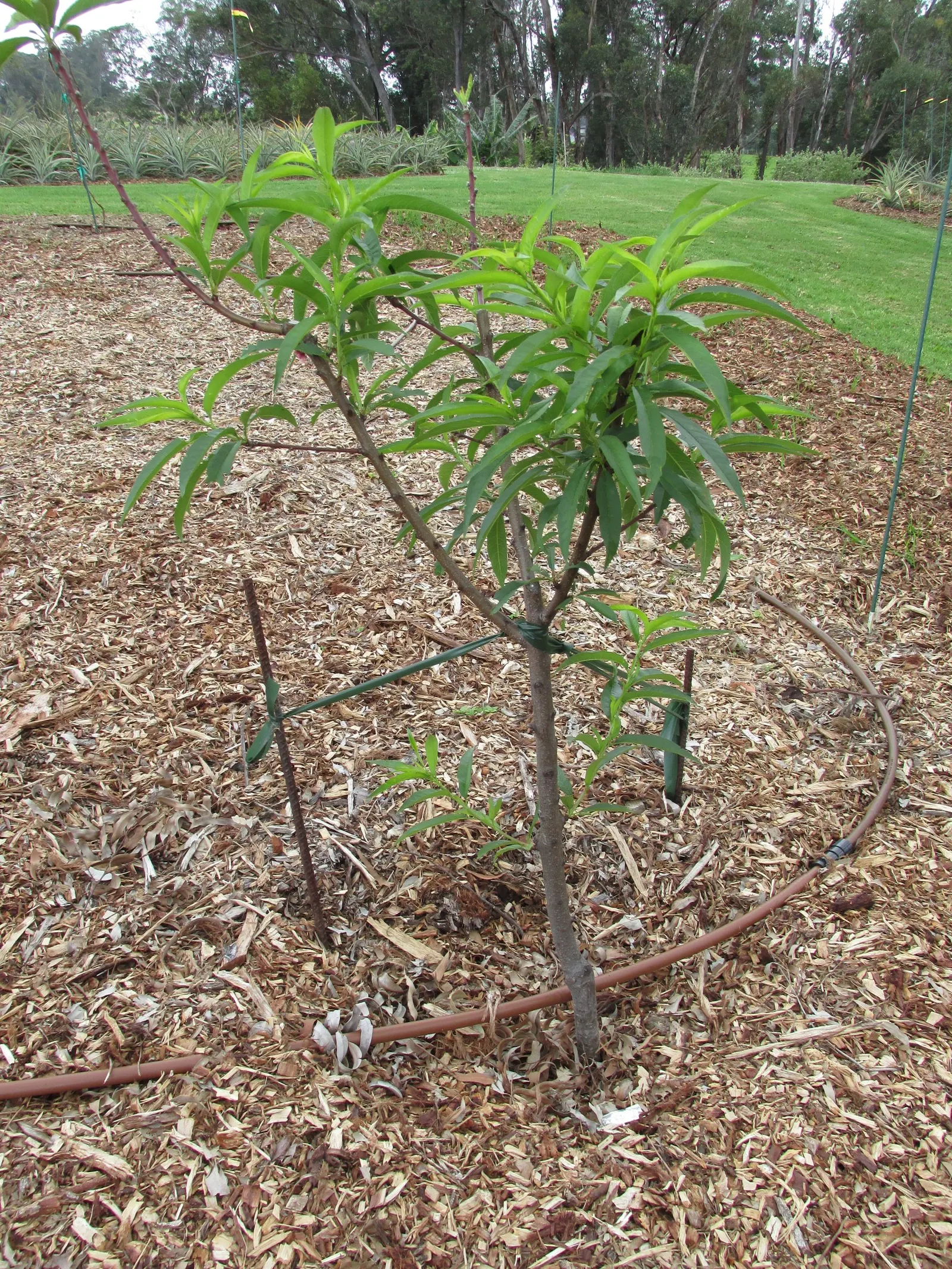 Nectarine (Prunus Persica Var. Nucipersica) — nucipersica, is a deciduous tree reaching 15-20 feet in height with a similar spread; its elegant, image 56
