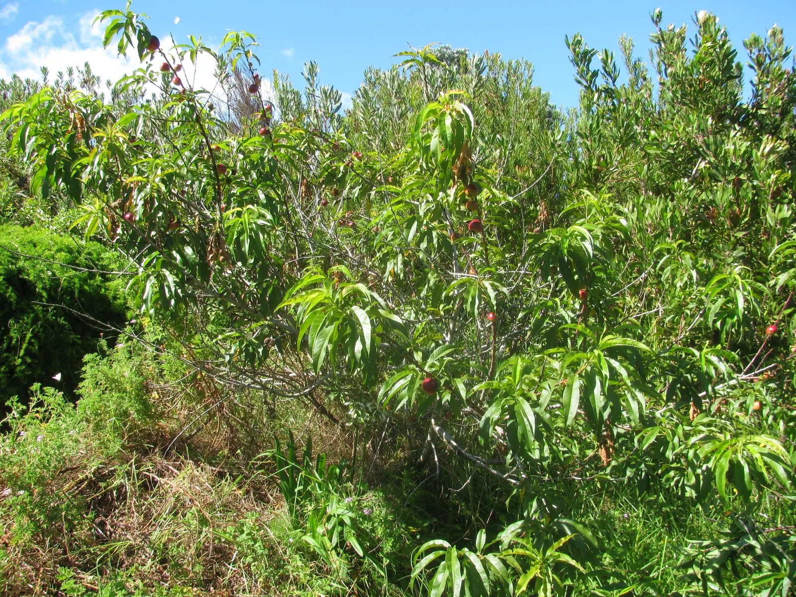 Nectarine (Prunus Persica Var. Nucipersica) — pink flowers in the garden; providing ample shade in the warmer months