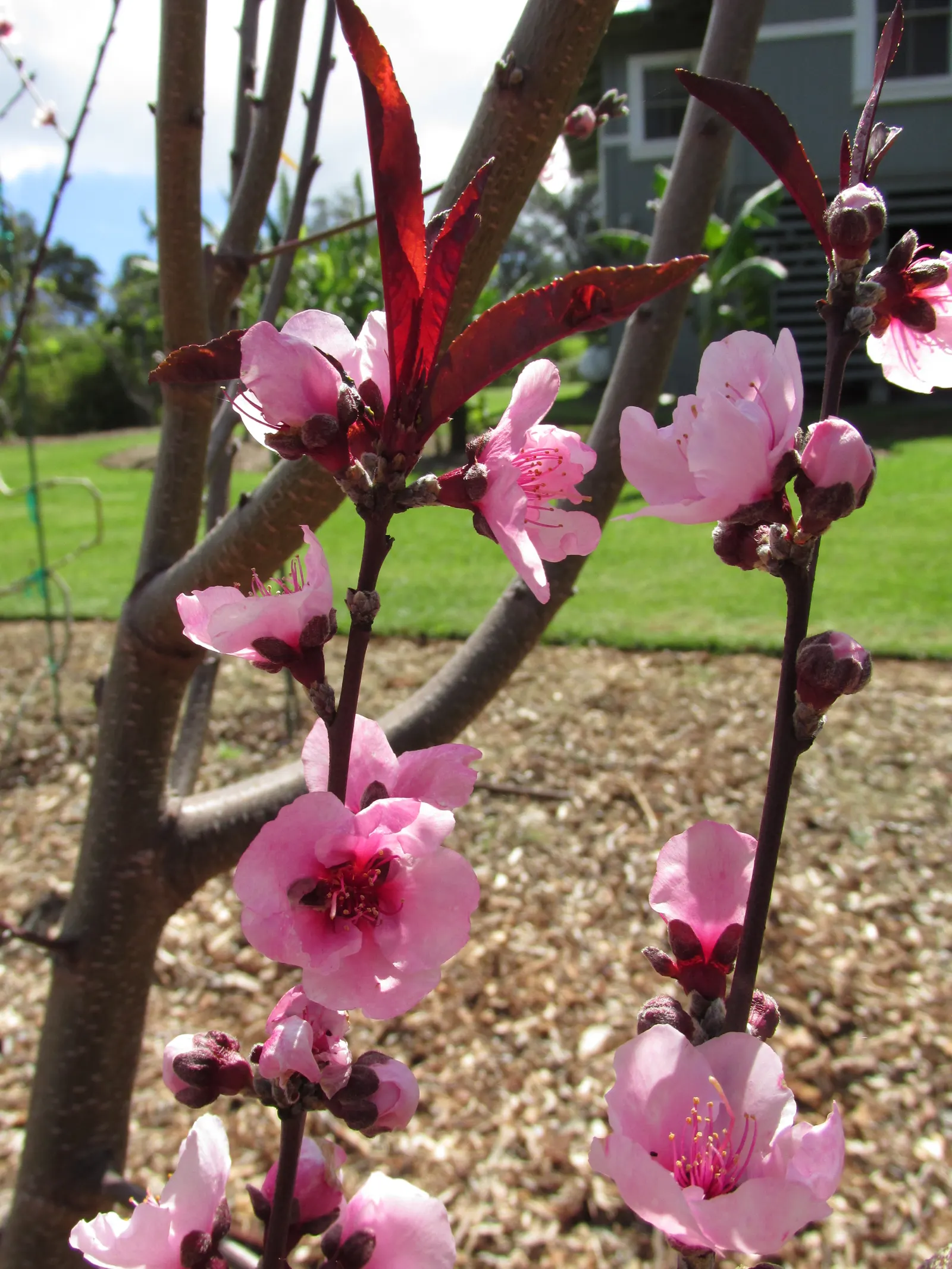 Nectarine (Prunus Persica Var. Nucipersica) — nucipersica, is a deciduous tree reaching 15-20 feet in height with a similar spread; its elegant foliage