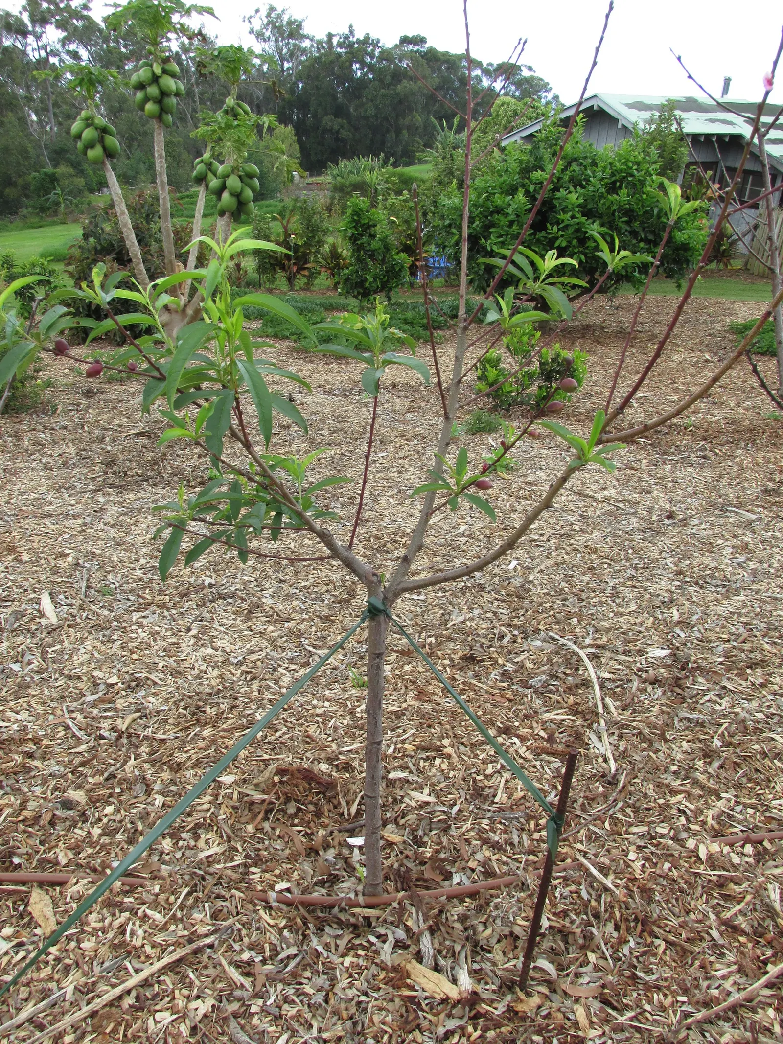 Nectarine (Prunus Persica Var. Nucipersica) — Nectarines are hardy in USDA zones 5-8, making them suitable for a variety of temperate landscapes, image 32