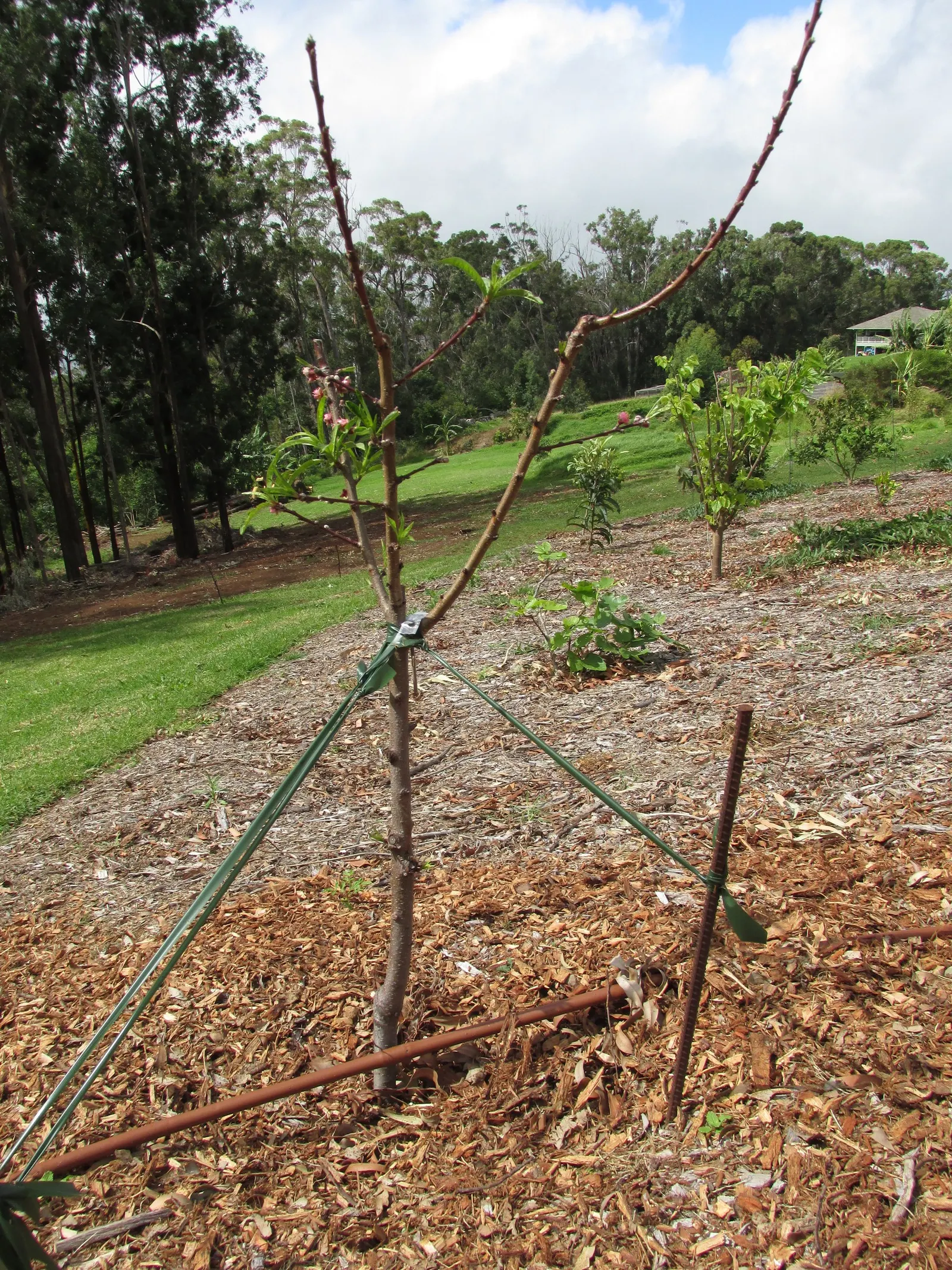 Nectarine (Prunus Persica Var. Nucipersica) — offering a dual purpose of ornamental beauty and edible fruit production; note: they entail routine maintenance