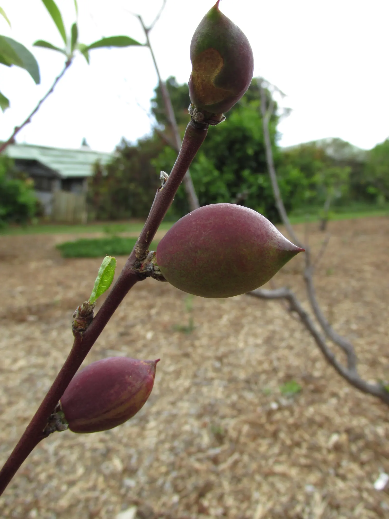 Nectarine (Prunus Persica Var. Nucipersica) — providing ample shade in the warmer months; or purple before falling in autumn.<br><br>In spring, image 64