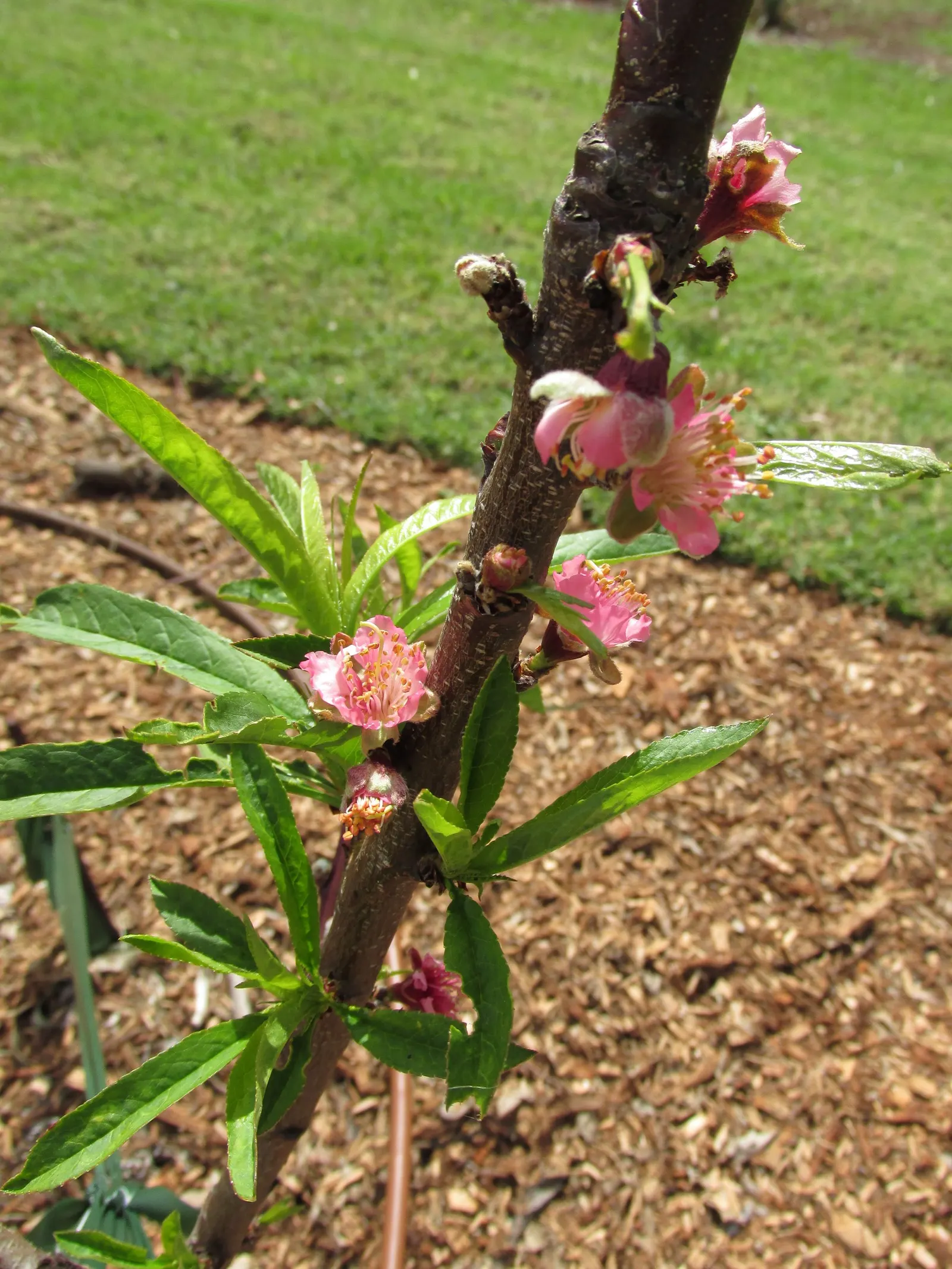 Nectarine (Prunus Persica Var. Nucipersica) — Note: they entail routine maintenance, including pruning and pest control; with a strikingly serrated, image 60