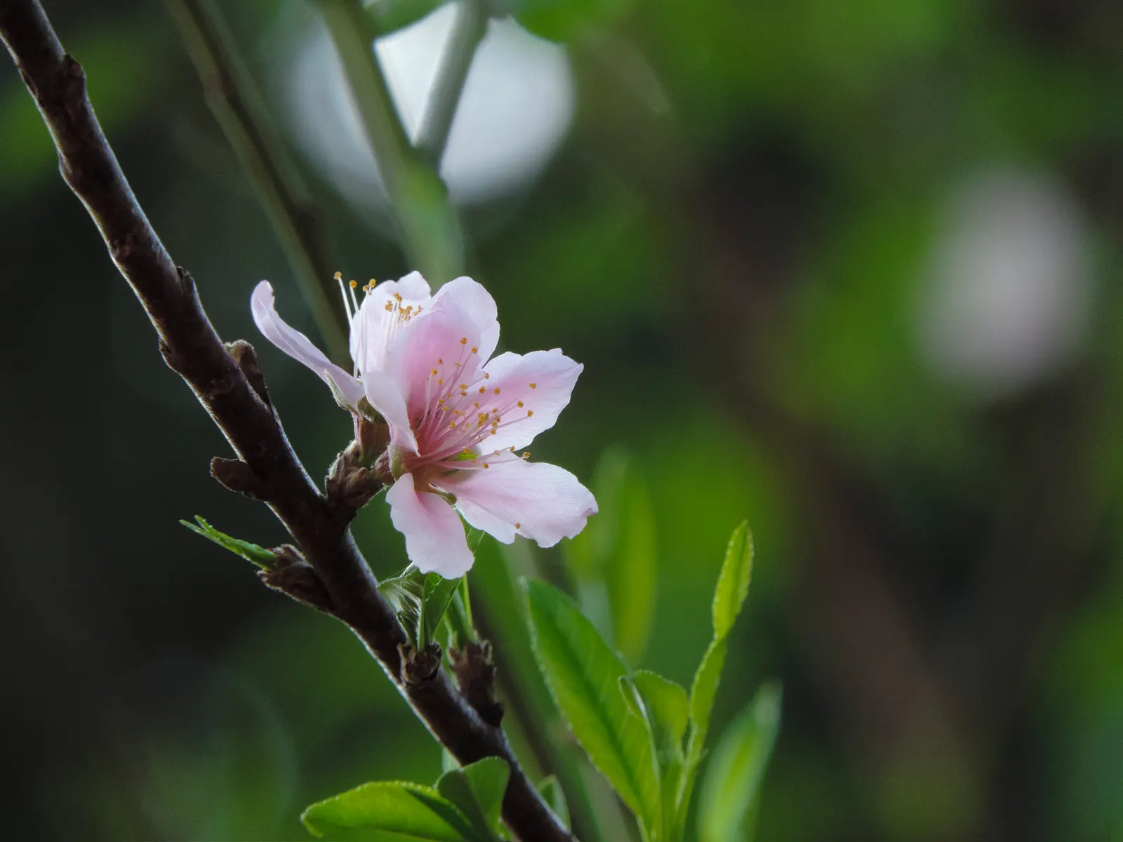 Nectarine (Prunus Persica Var. Nucipersica) — consideration must be given to its preference for well-drained; offering a dual purpose of ornamental, image 75