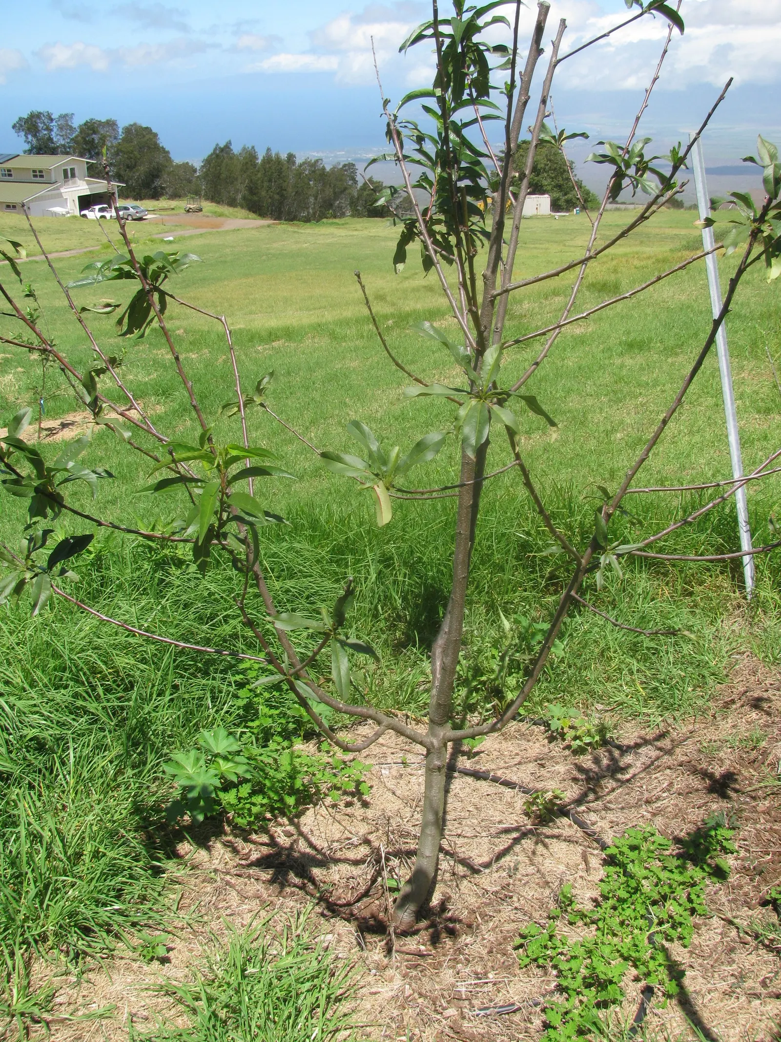 Nectarine (Prunus Persica Var. Nucipersica) — Nectarines are hardy in USDA zones 5-8, making them suitable for a variety of temperate landscapes, image 59