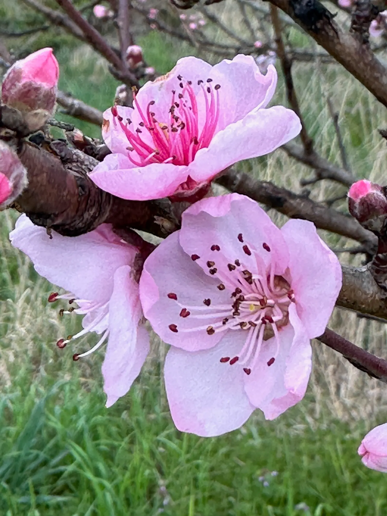 Nectarine (Prunus Persica Var. Nucipersica) — the tree bears its hallmark: succulent