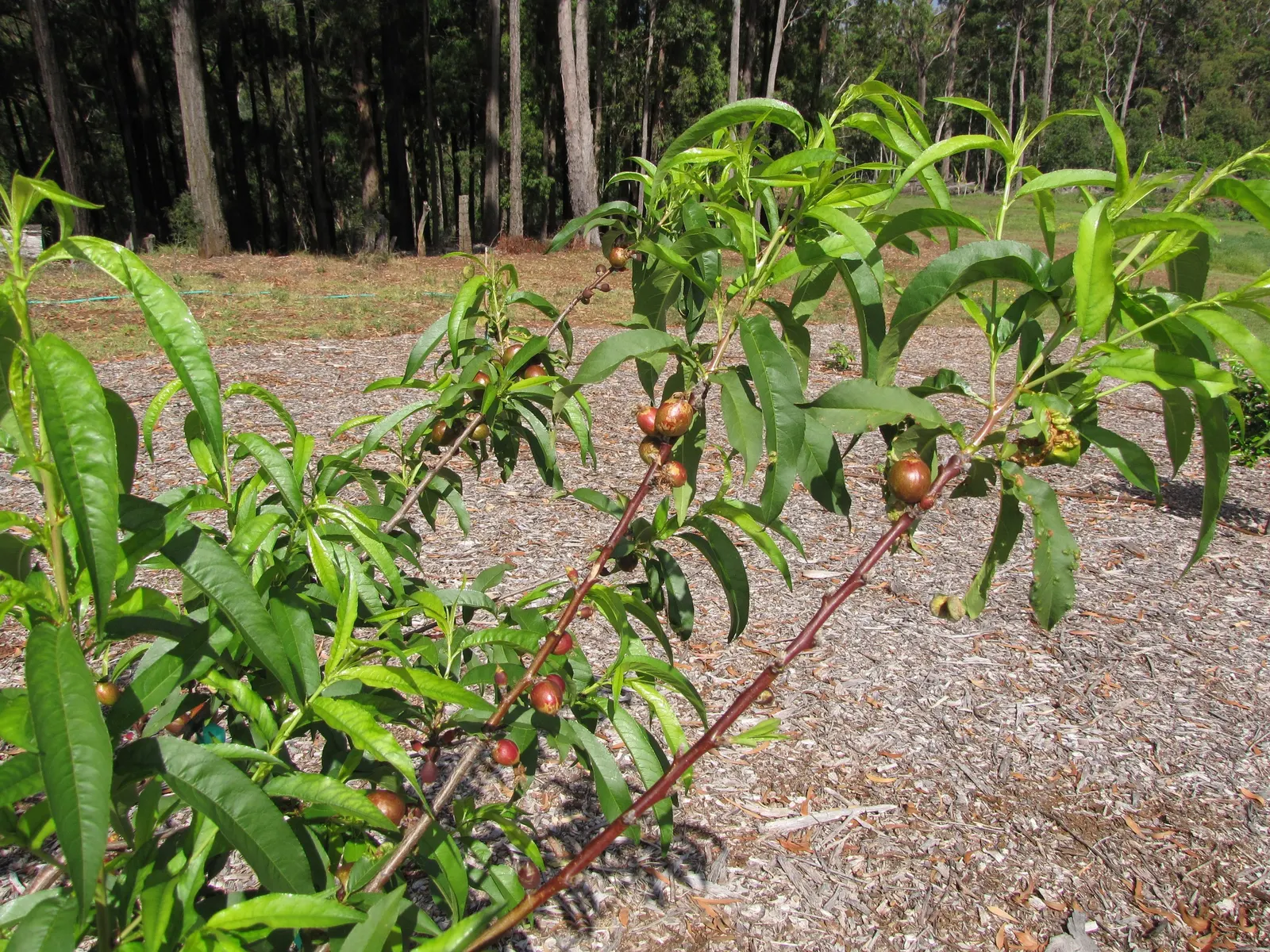Nectarine (Prunus Persica Var. Nucipersica) — with a strikingly serrated margin and a lustrous green hue; tree for full