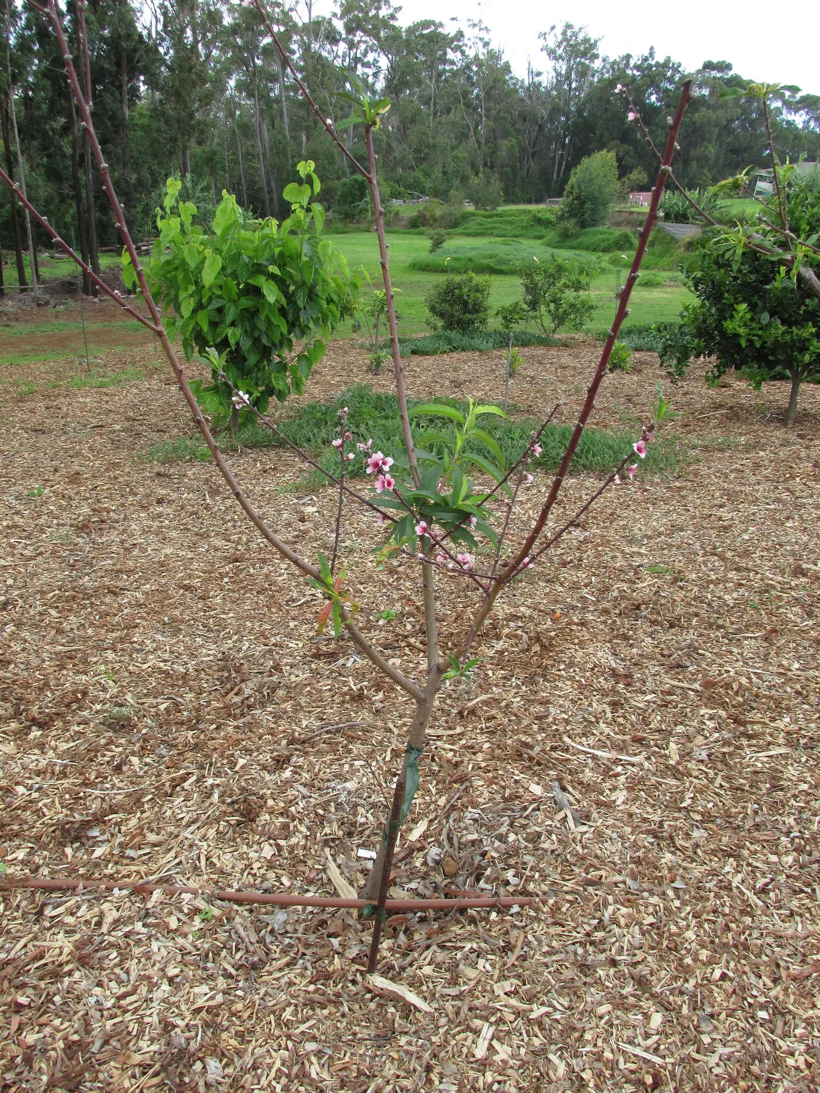 Nectarine (Prunus Persica Var. Nucipersica) — Nectarines are hardy in USDA zones 5-8, making them suitable for a variety of temperate landscapes
