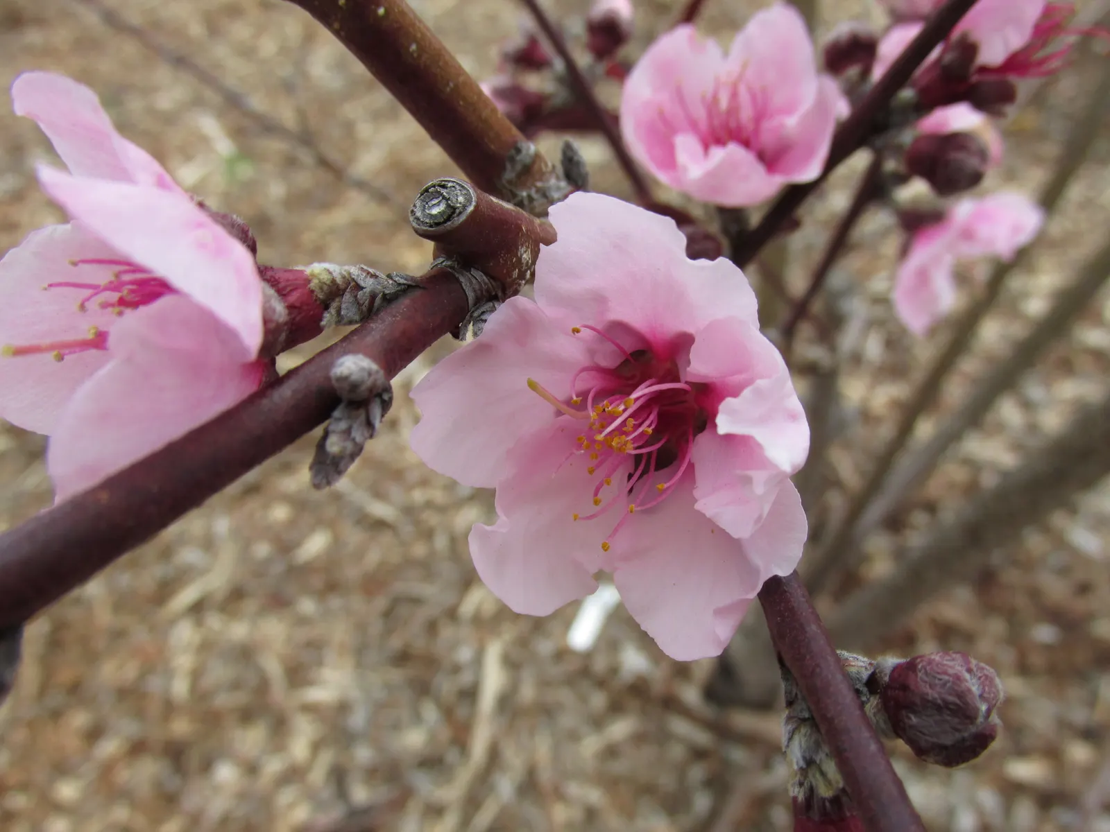 Nectarine (Prunus Persica Var. Nucipersica) — fertile soil and full sun exposure to ensure optimal fruit production