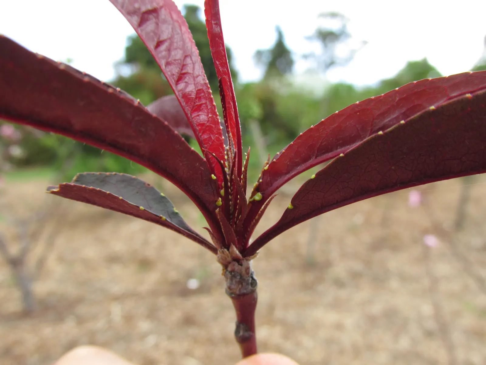 Nectarine (Prunus Persica Var. Nucipersica) — or purple before falling in autumn.<br><br>In spring