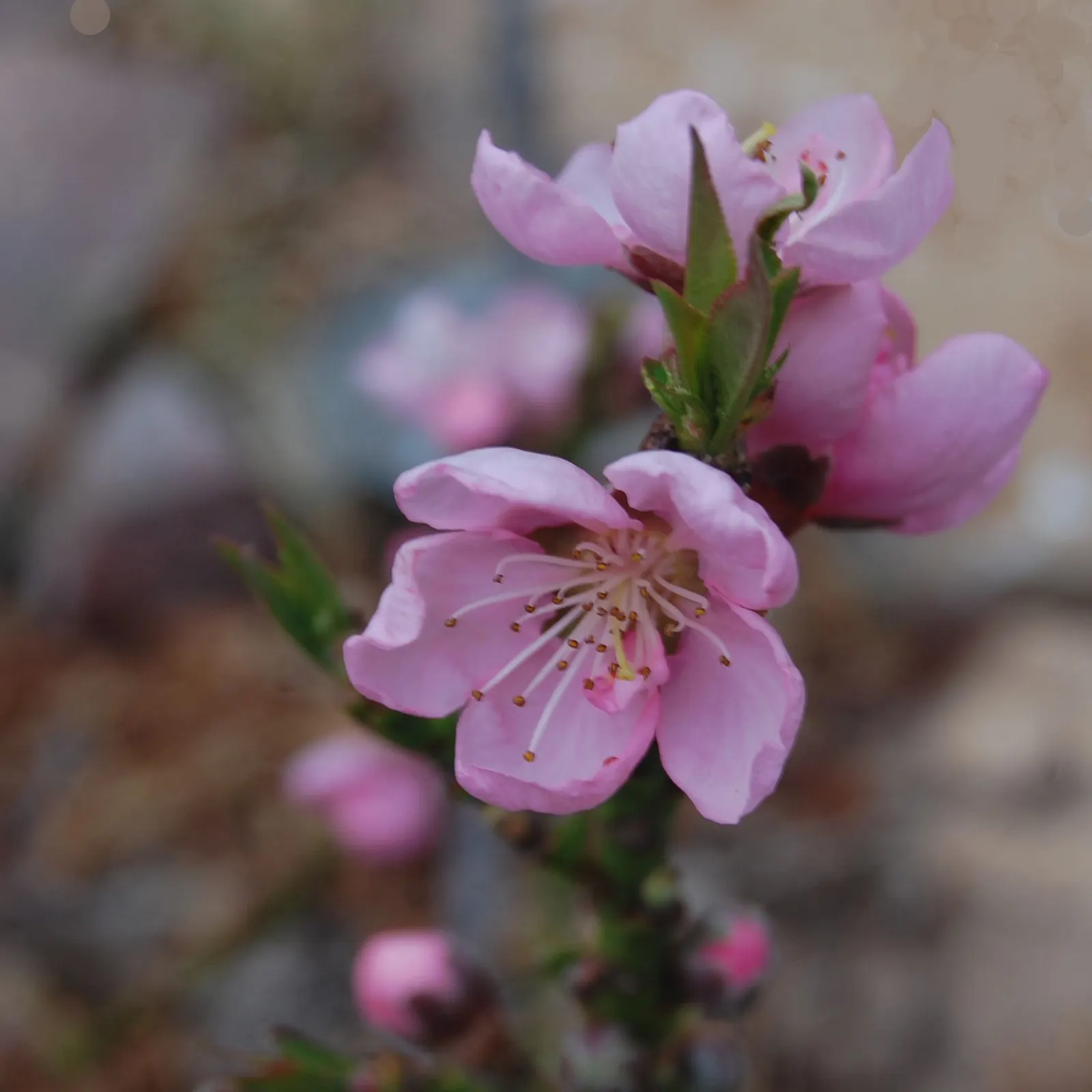 Nectarine (Prunus Persica Var. Nucipersica) — The Nectarine, Prunus persica var; preferring well-drained soil and full sun exposure, it requires, image 55