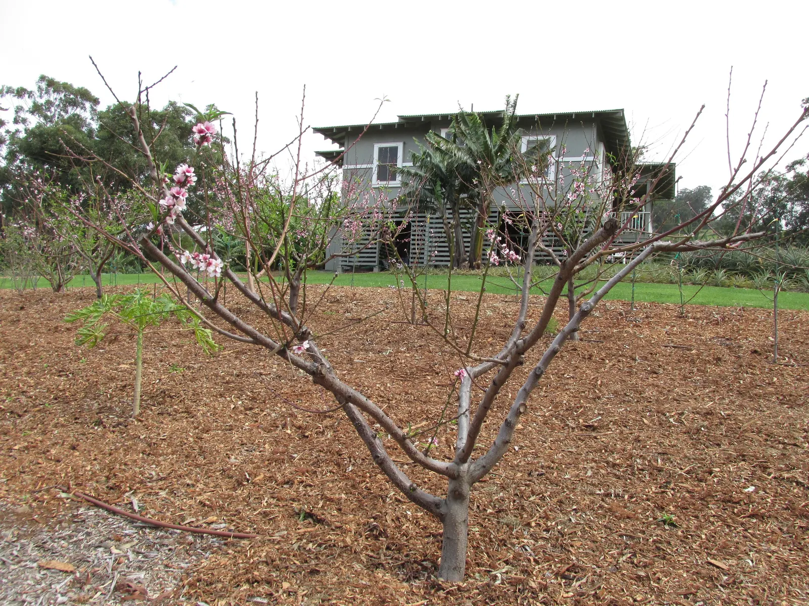 Nectarine (Prunus Persica Var. Nucipersica) — consideration must be given to its preference for well-drained; offering a dual purpose of ornamental beauty and