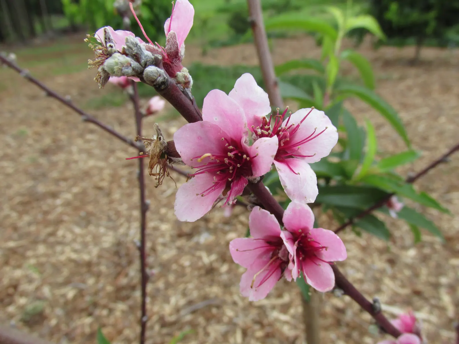 Nectarine (Prunus Persica Var. Nucipersica) — Revered for its spring blossoms, it boasts lush foliage and succulent summer fruit