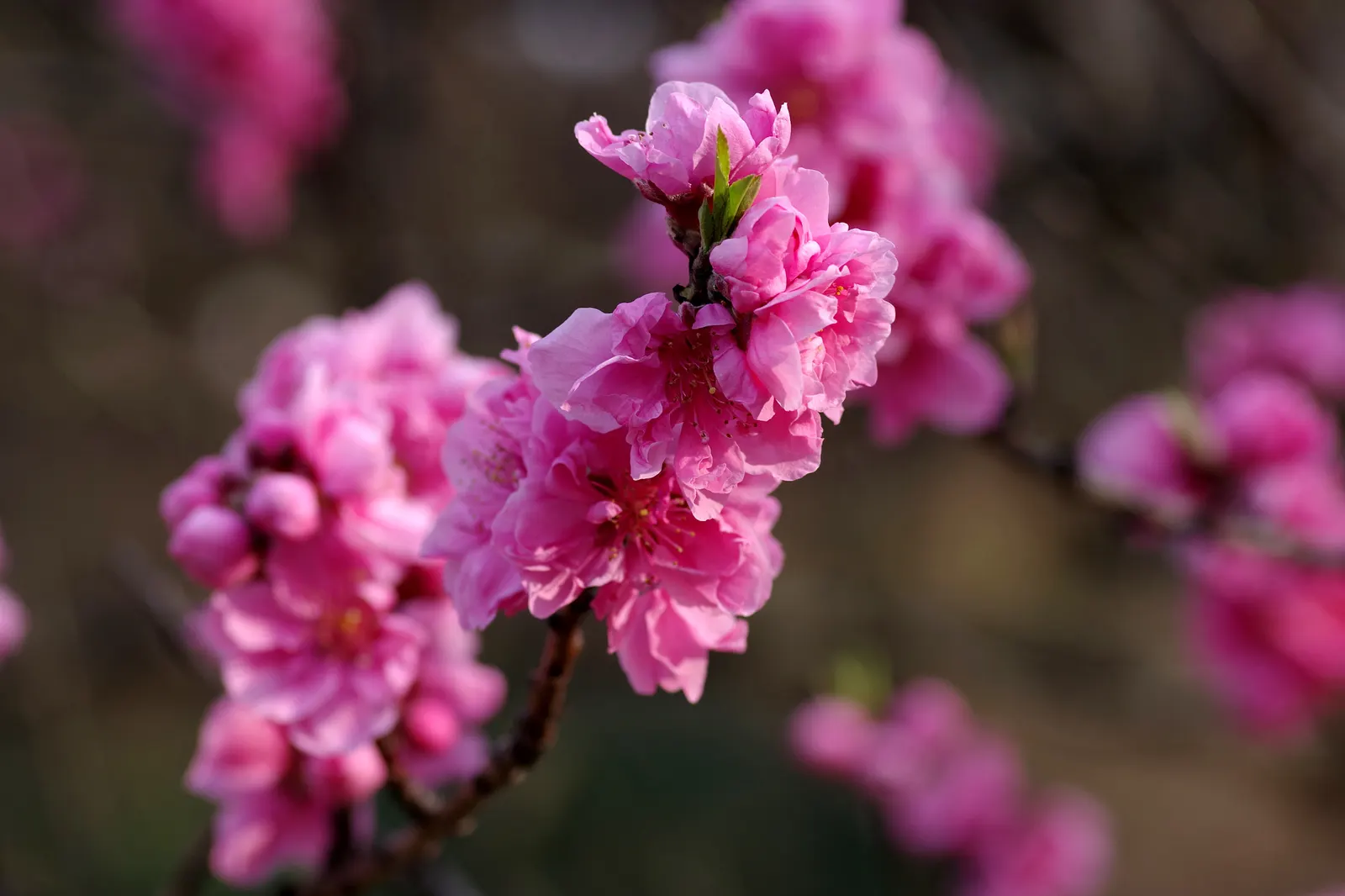 Nectarine (Prunus Persica Var. Nucipersica) — pink flowers in the garden