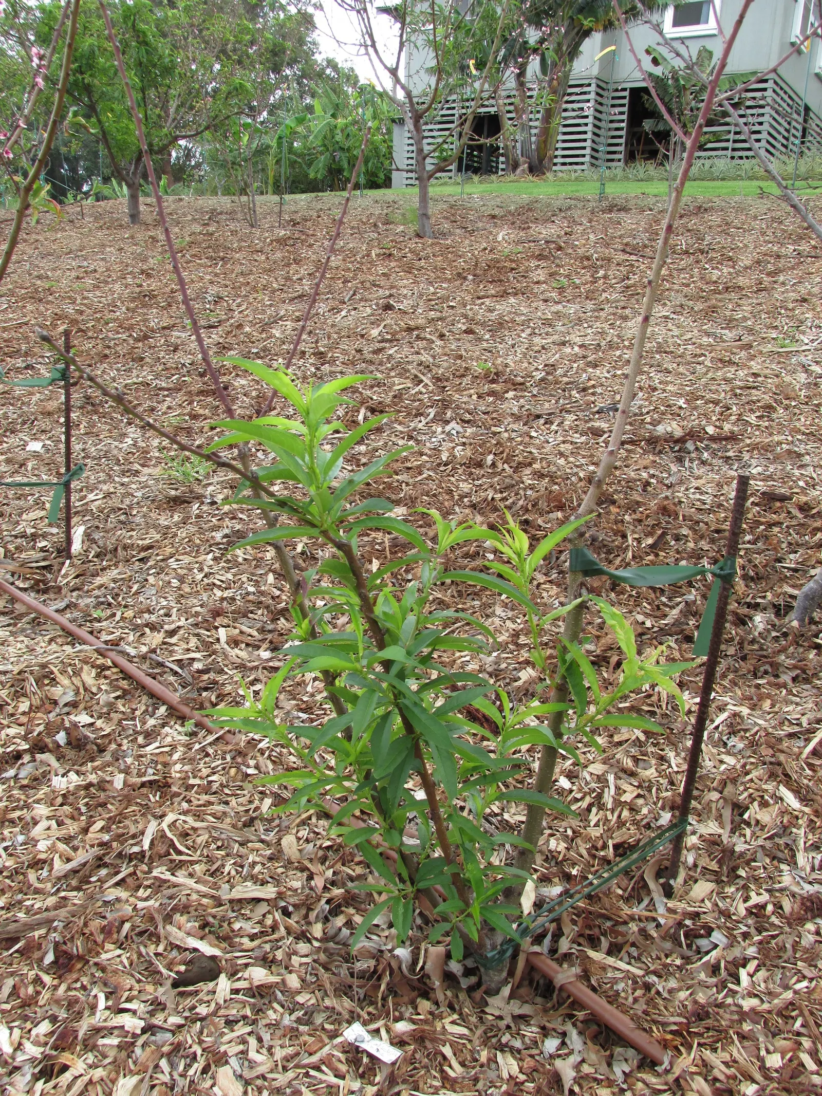 Nectarine (Prunus Persica Var. Nucipersica) — The Nectarine, Prunus persica var; preferring well-drained soil and full sun exposure, it requires moderate water