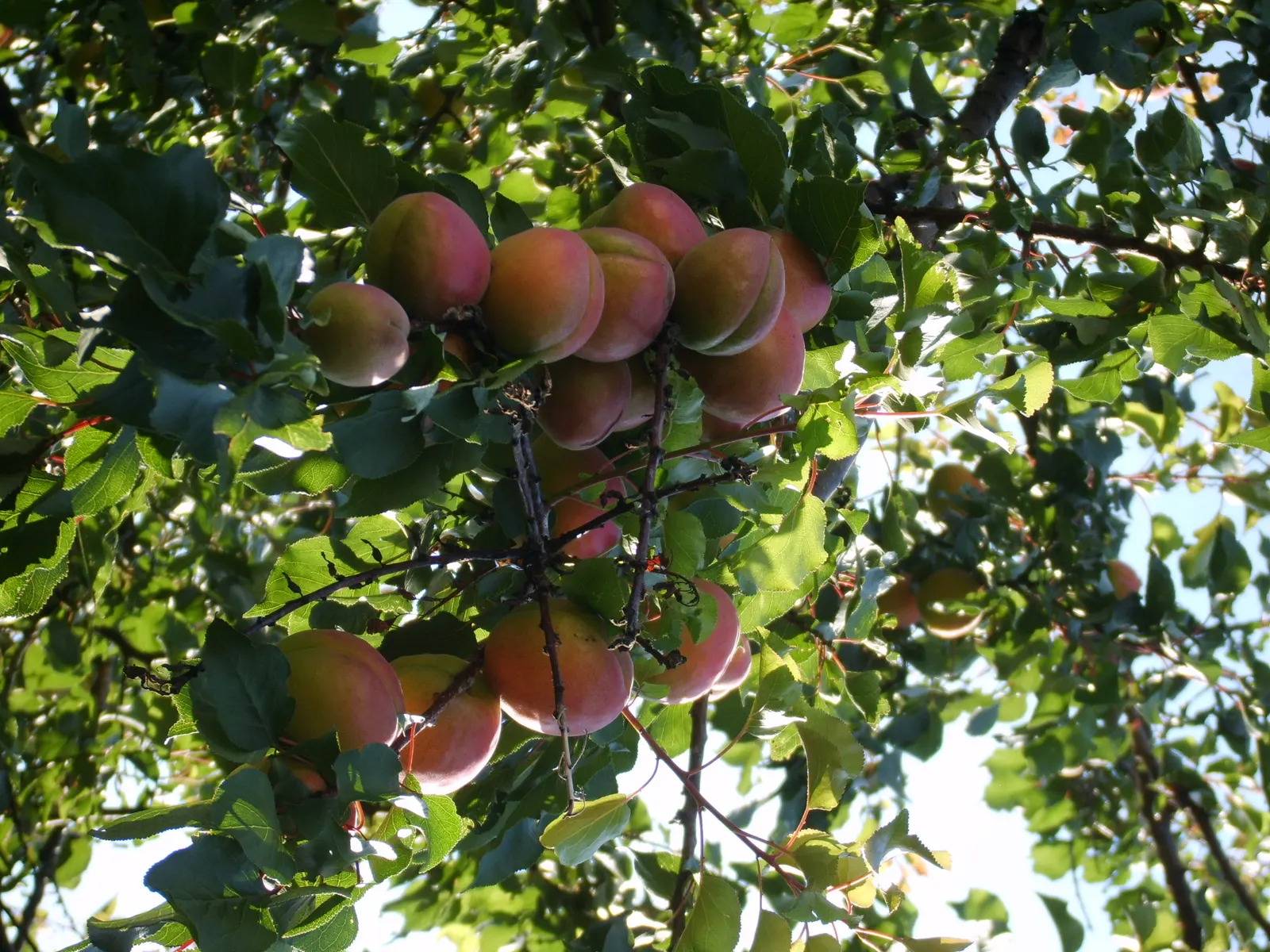 Nectarine (Prunus Persica Var. Nucipersica) — smooth-skinned fruits that distinguish it from its fuzz-covered peach relatives