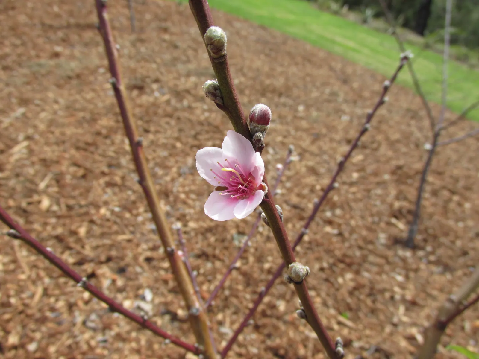 Nectarine (Prunus Persica Var. Nucipersica) — with a strikingly serrated margin and a lustrous green hue
