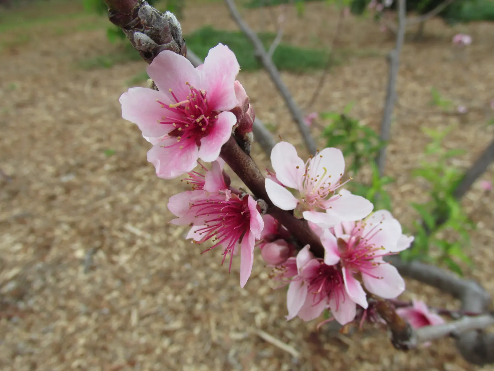 Nectarine (Prunus Persica Var. Nucipersica) — nucipersica, is a deciduous tree reaching 15-20 feet in height with a similar spread