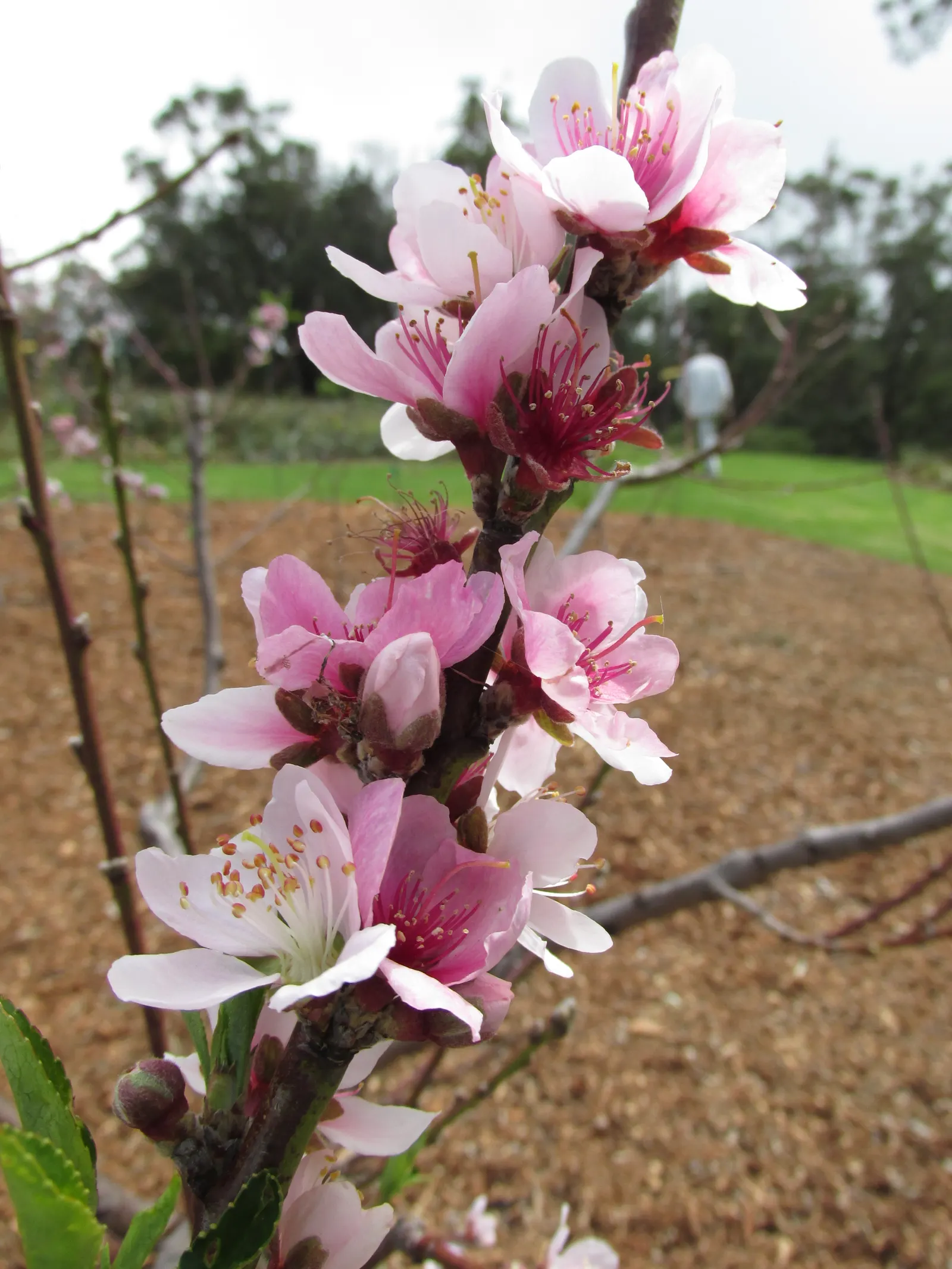 Nectarine (Prunus Persica Var. Nucipersica) — offering a dual purpose of ornamental beauty and edible fruit production