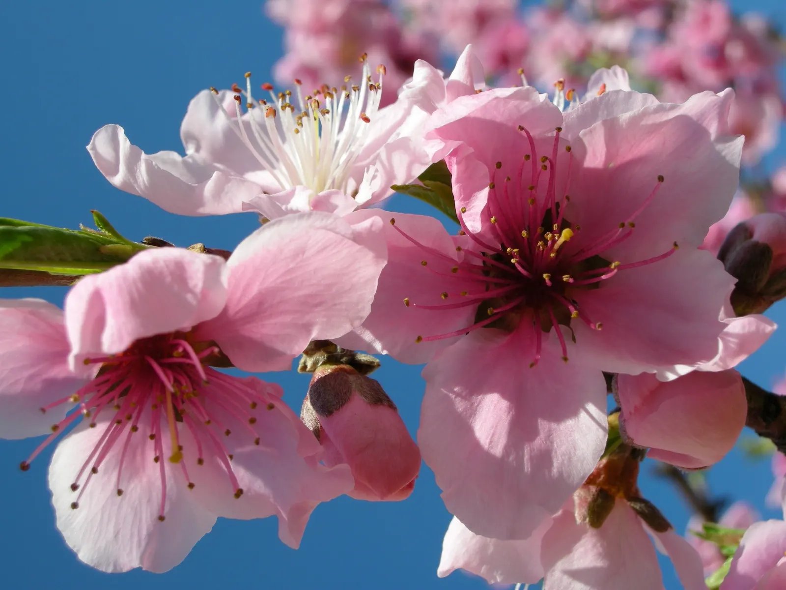 Nectarine (Prunus Persica Var. Nucipersica) — Its elegant foliage showcases lanceolate leaves that span about 3 to 6 inches long; juicy flesh that, image 65