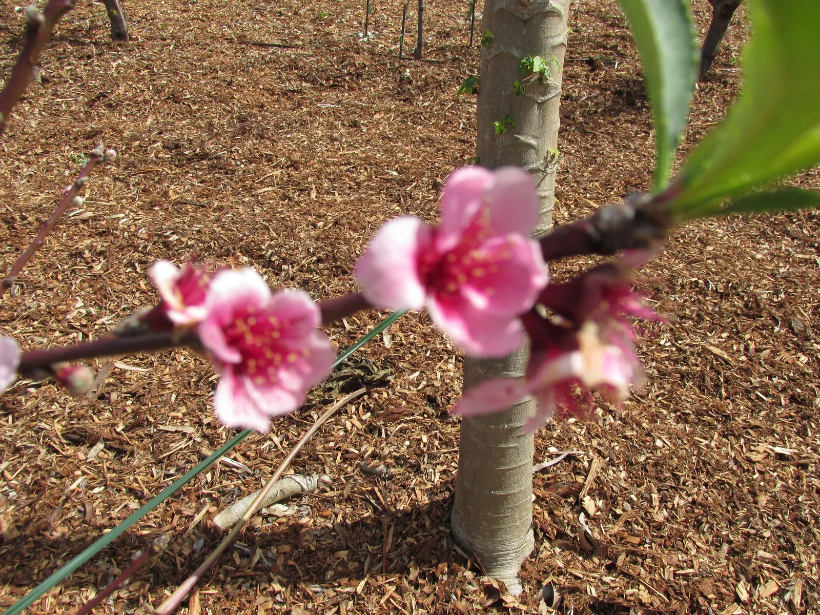 Nectarine (Prunus Persica Var. Nucipersica) — and occasional pruning to maintain shape and remove dead branches will keep the tree healthy and, image 51