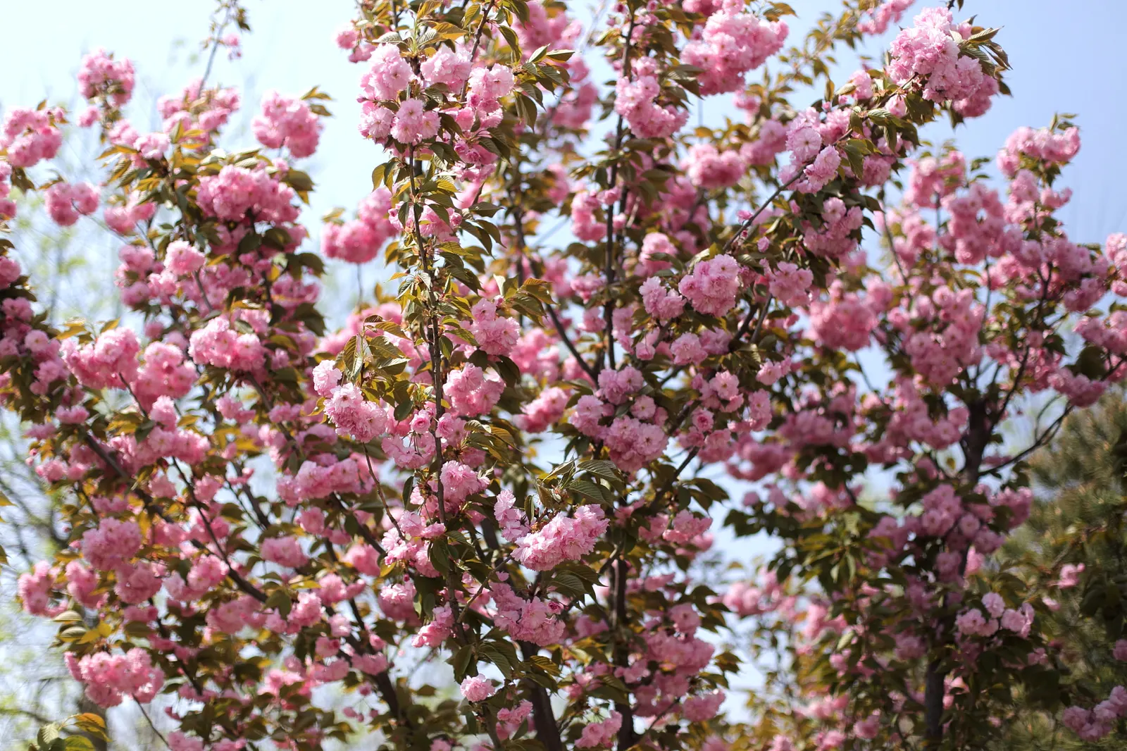 Nectarine (Prunus Persica Var. Nucipersica) — the Nectarine presents a captivating floral display of pink to white blossoms, image 41