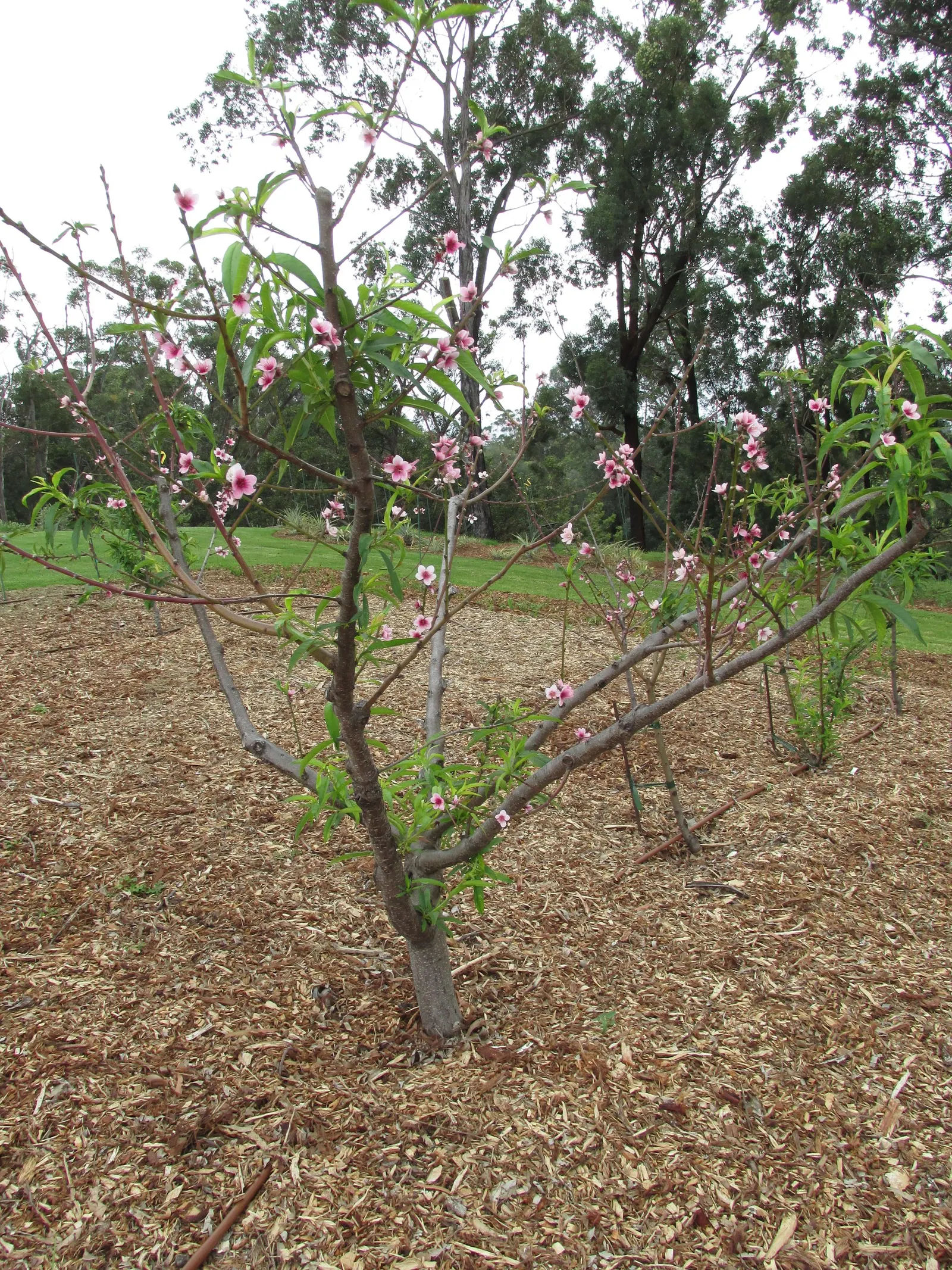 Nectarine (Prunus Persica Var. Nucipersica) — Preferring well-drained soil and full sun exposure, it requires moderate water; pink flowers in the garden