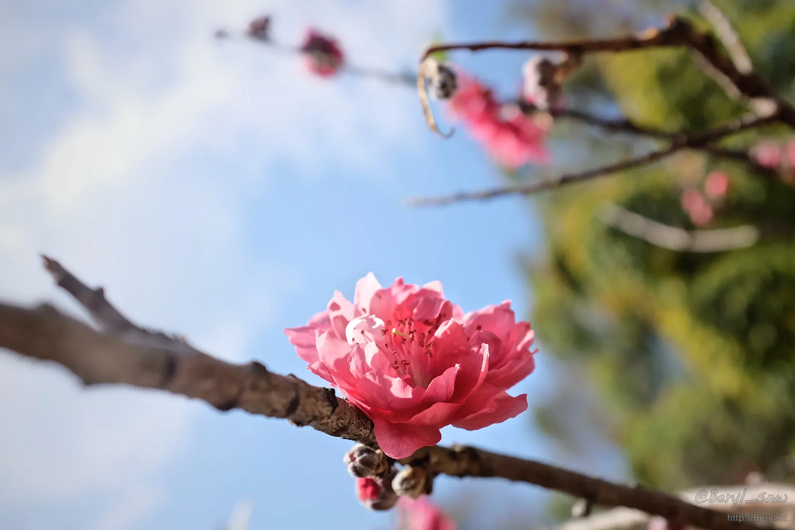 Nectarine (Prunus Persica Var. Nucipersica) — fertile soil and full sun exposure to ensure optimal fruit production; these blooms not only add a, image 76